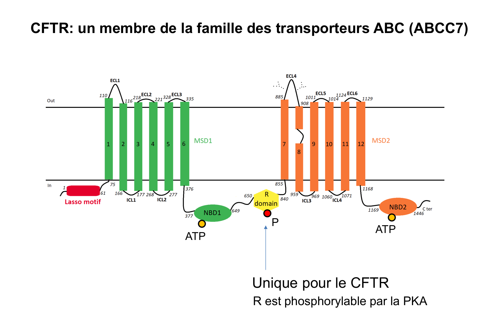 Aspect moleculaire 2025-2026 page 4