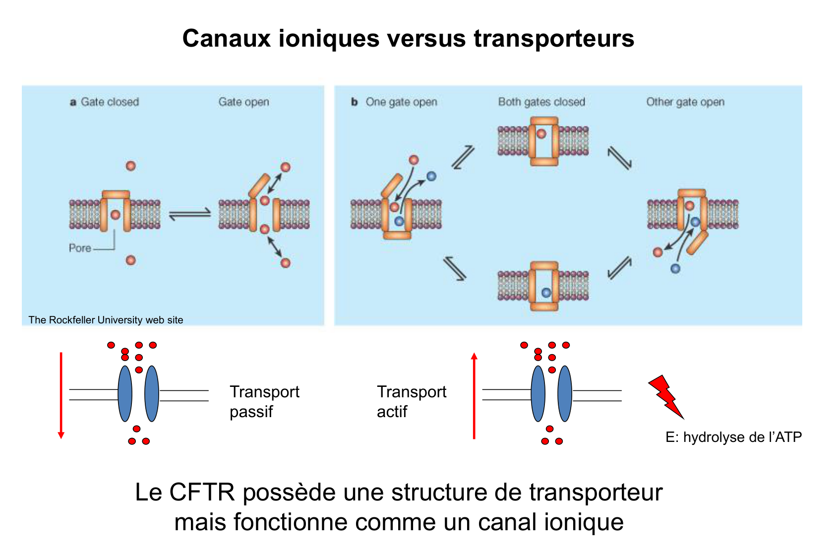 Aspect moleculaire 2025-2026 page 5