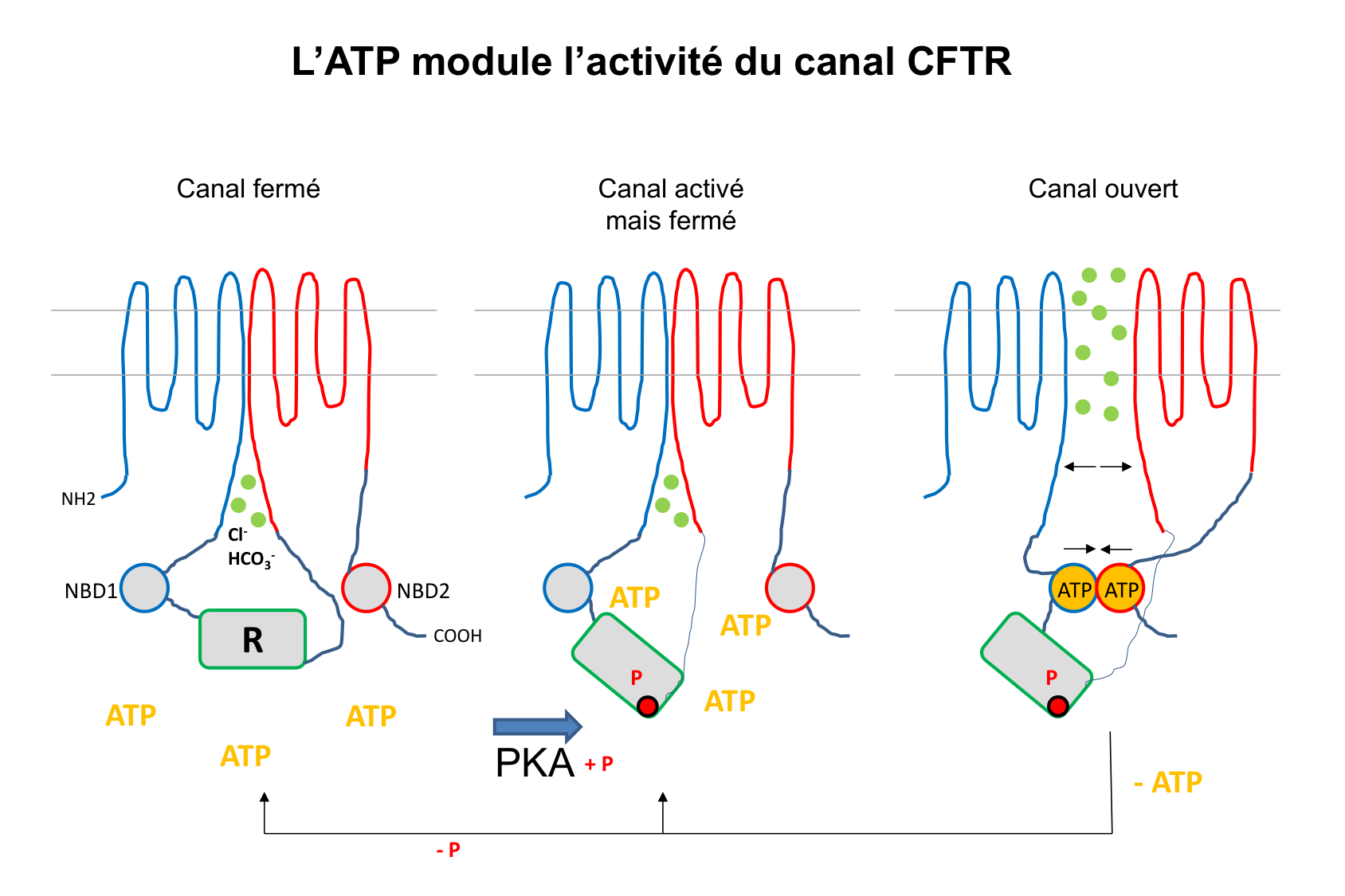 Aspect moleculaire 2025-2026 page 6