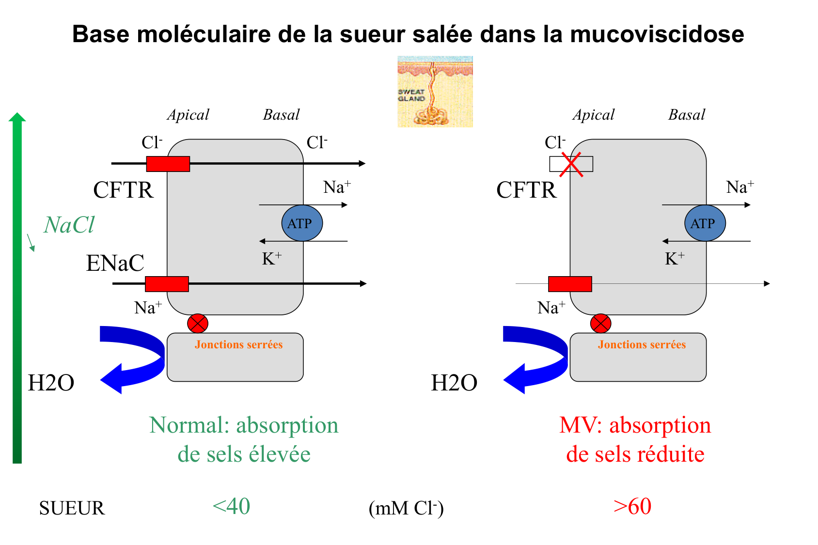 Aspect moleculaire 2025-2026 page 10