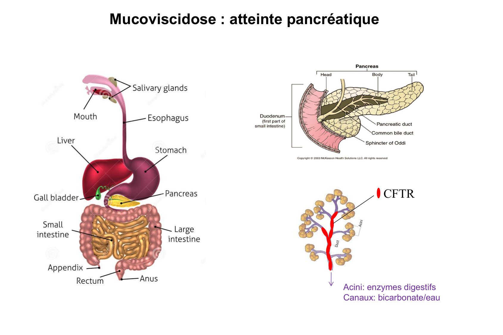 Aspect moleculaire 2025-2026 page 11