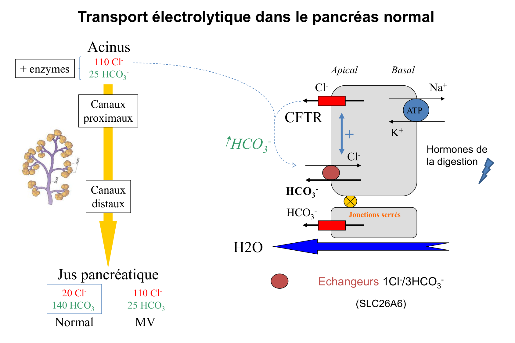 Aspect moleculaire 2025-2026 page 12