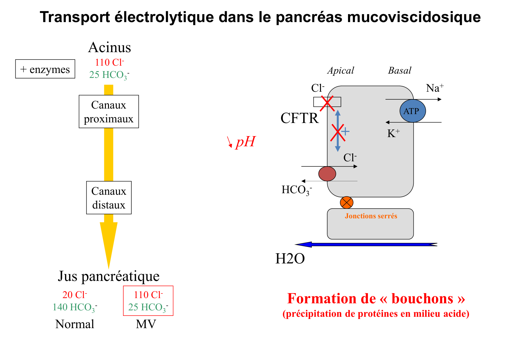 Aspect moleculaire 2025-2026 page 14