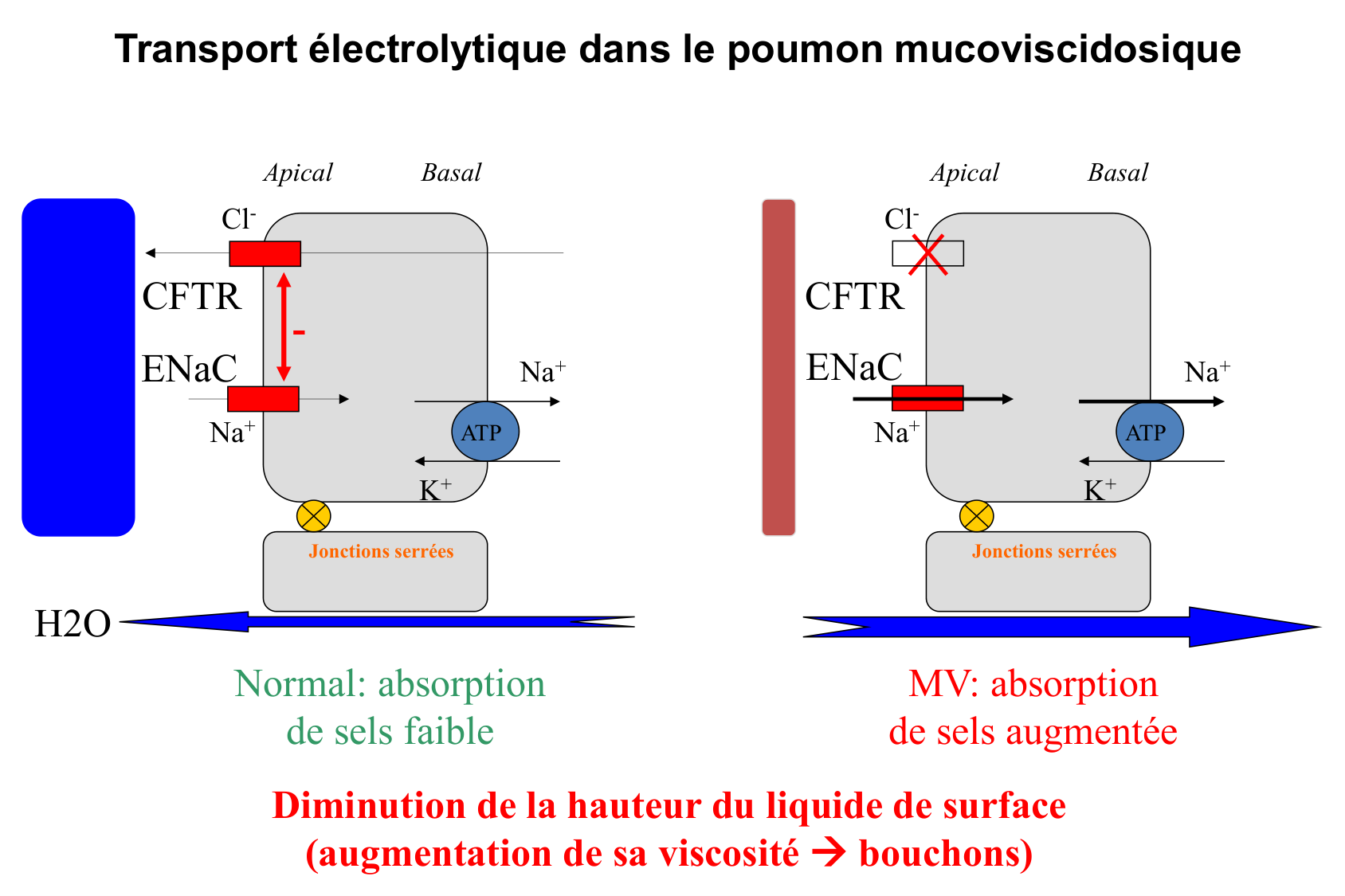Aspect moleculaire 2025-2026 page 16