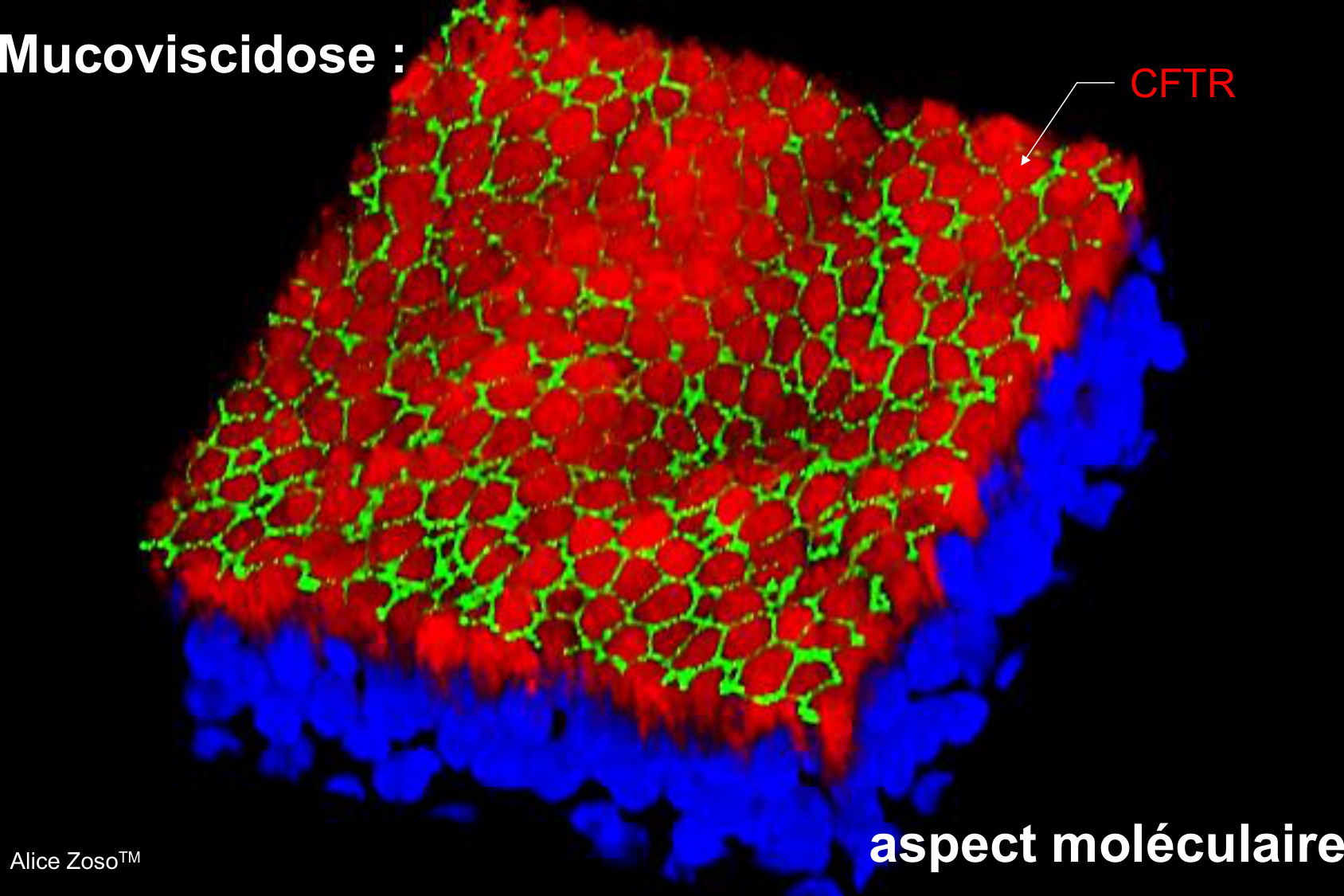Aspect moleculaire 2025-2026 page 20