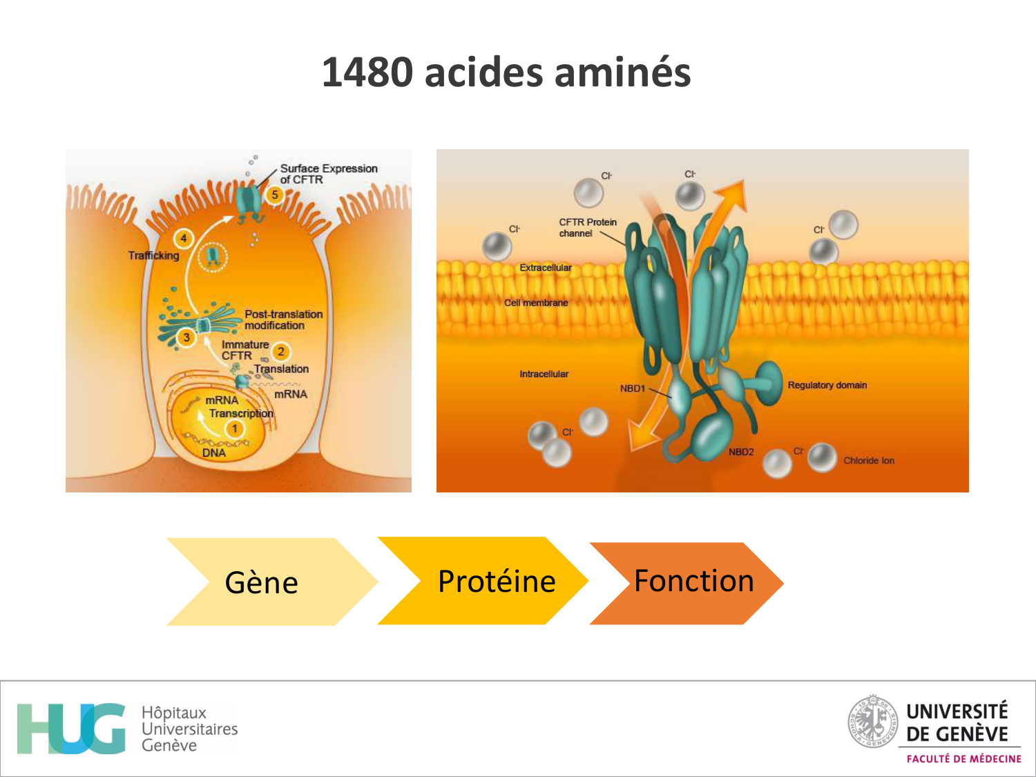 Cours Cas de Liaison Muco 1 oct2025 page 20