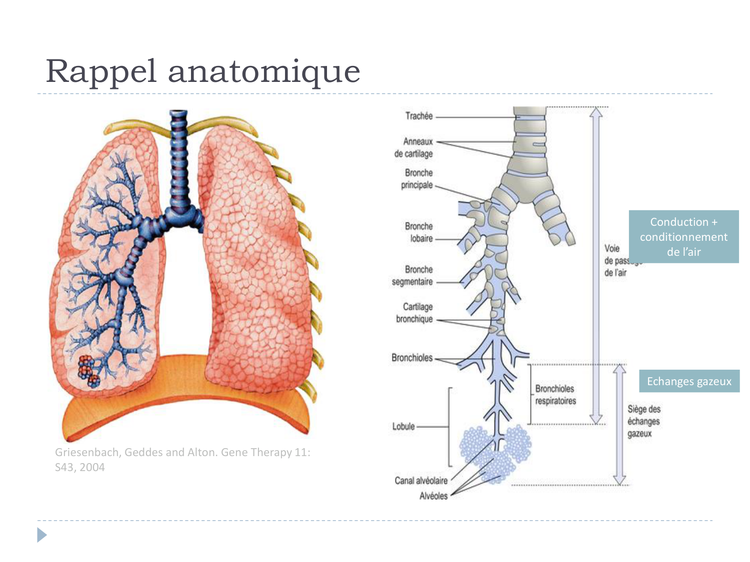 Cours Muco 6- atteinte pulm AMornand page 4