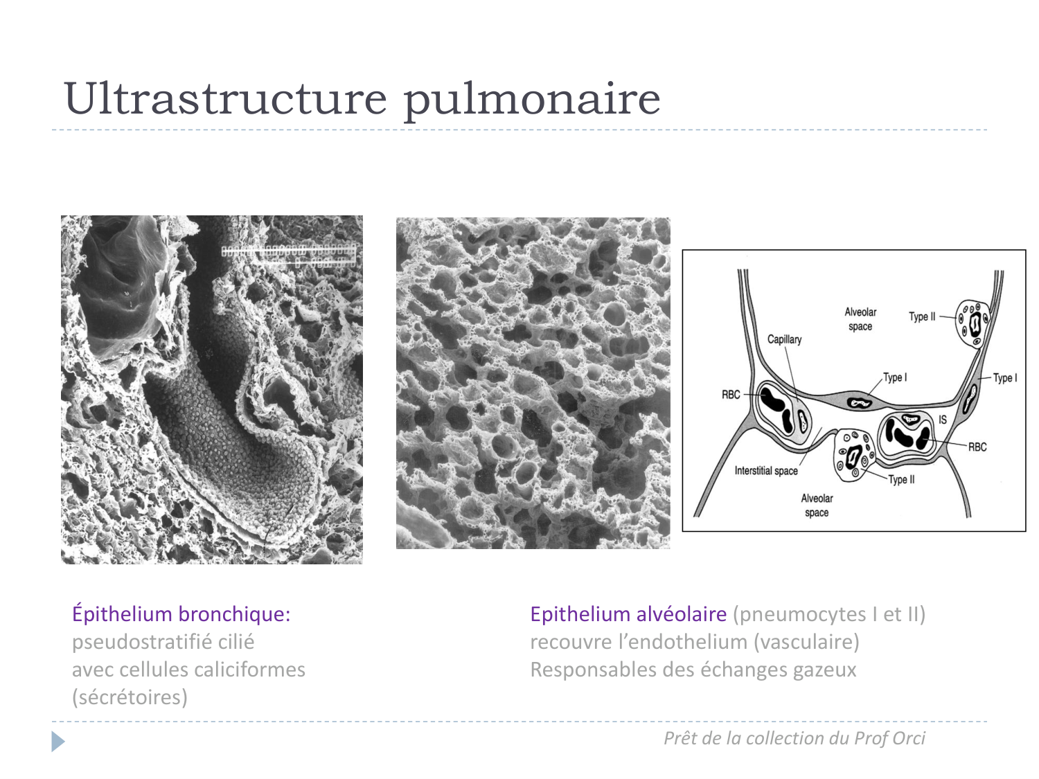 Cours Muco 6- atteinte pulm AMornand page 5