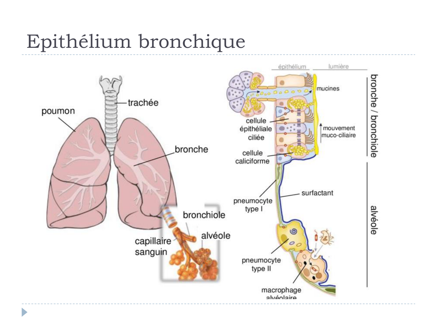Cours Muco 6- atteinte pulm AMornand page 6
