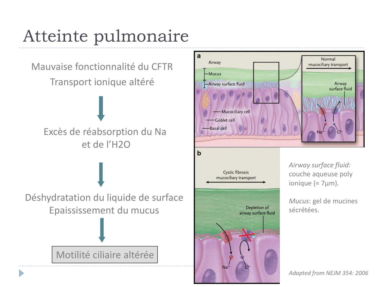 Cours Muco 6- atteinte pulm AMornand page 8