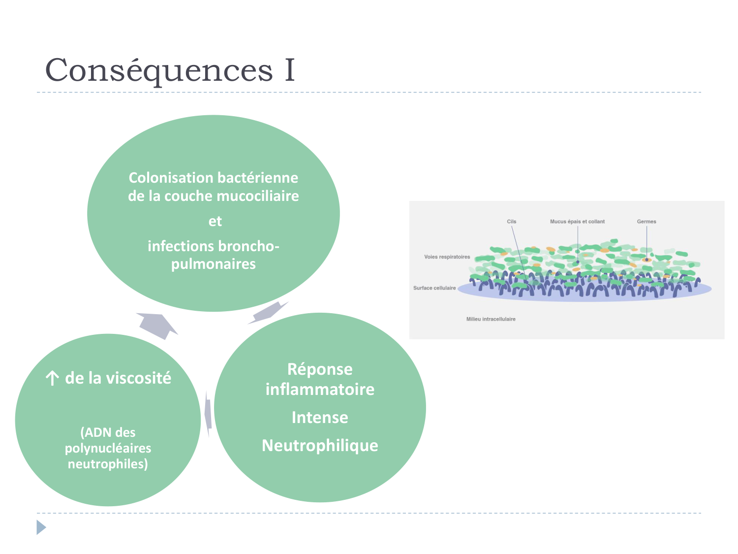 Cours Muco 6- atteinte pulm AMornand page 11