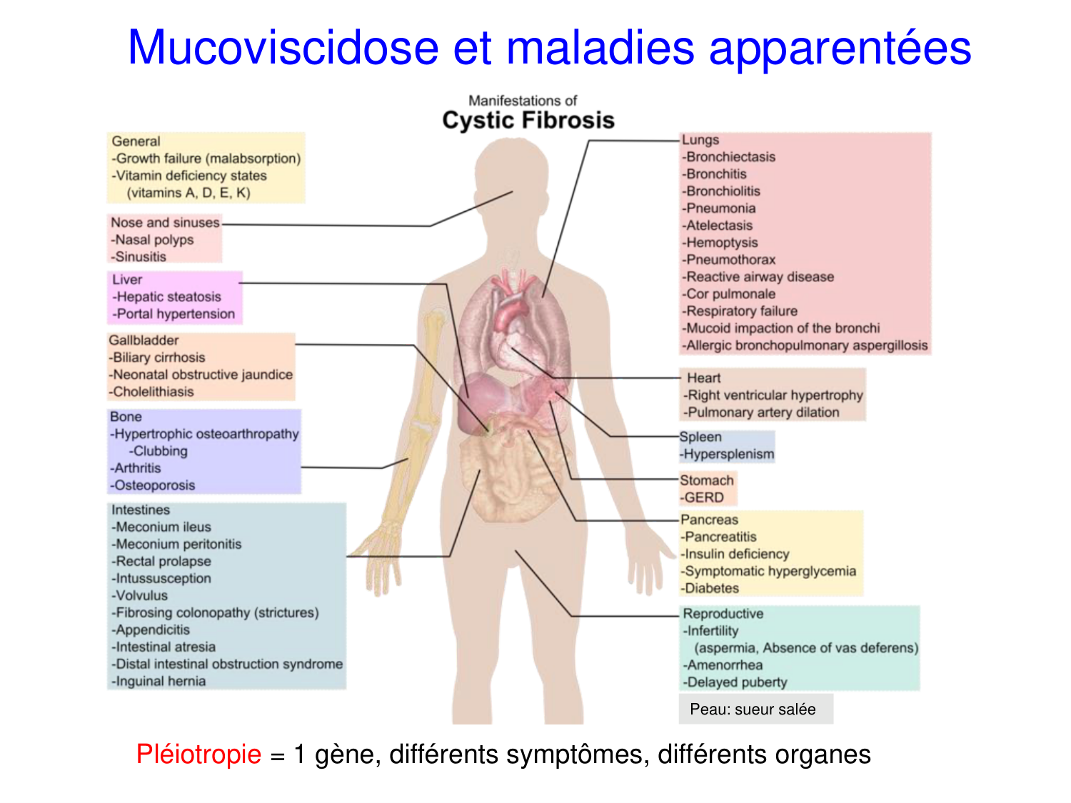 Cours muco 2025 Nouspikel page 3