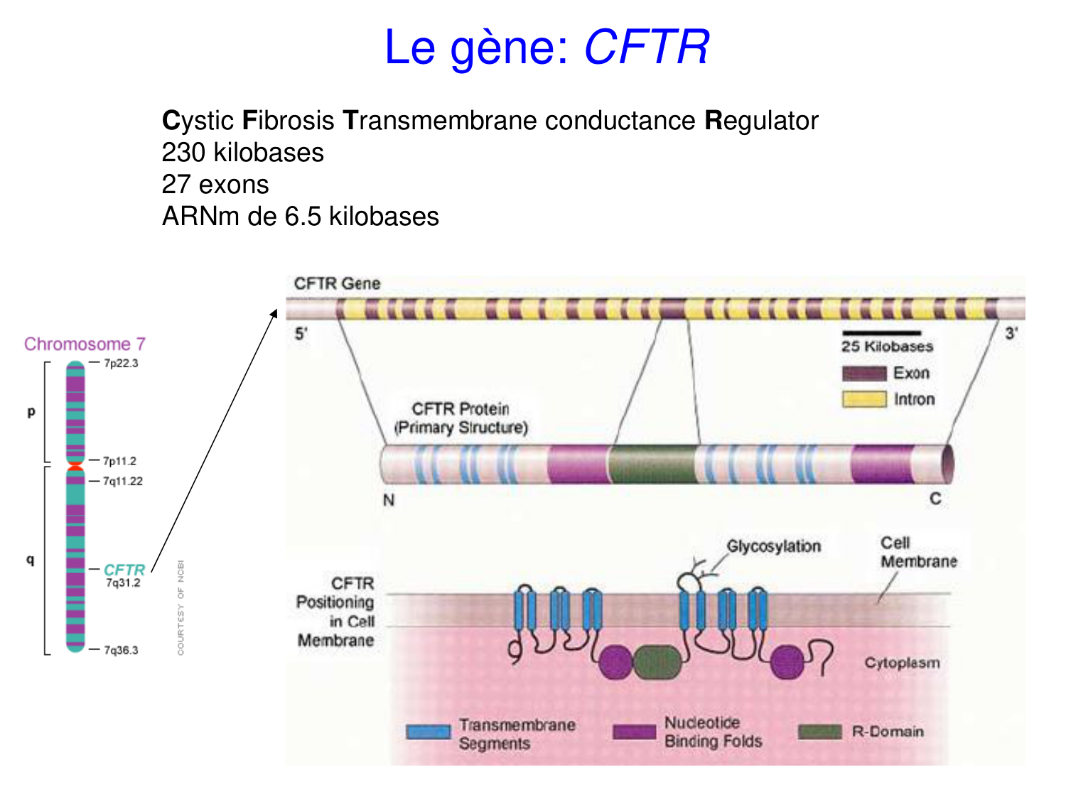 Cours muco 2025 Nouspikel page 4