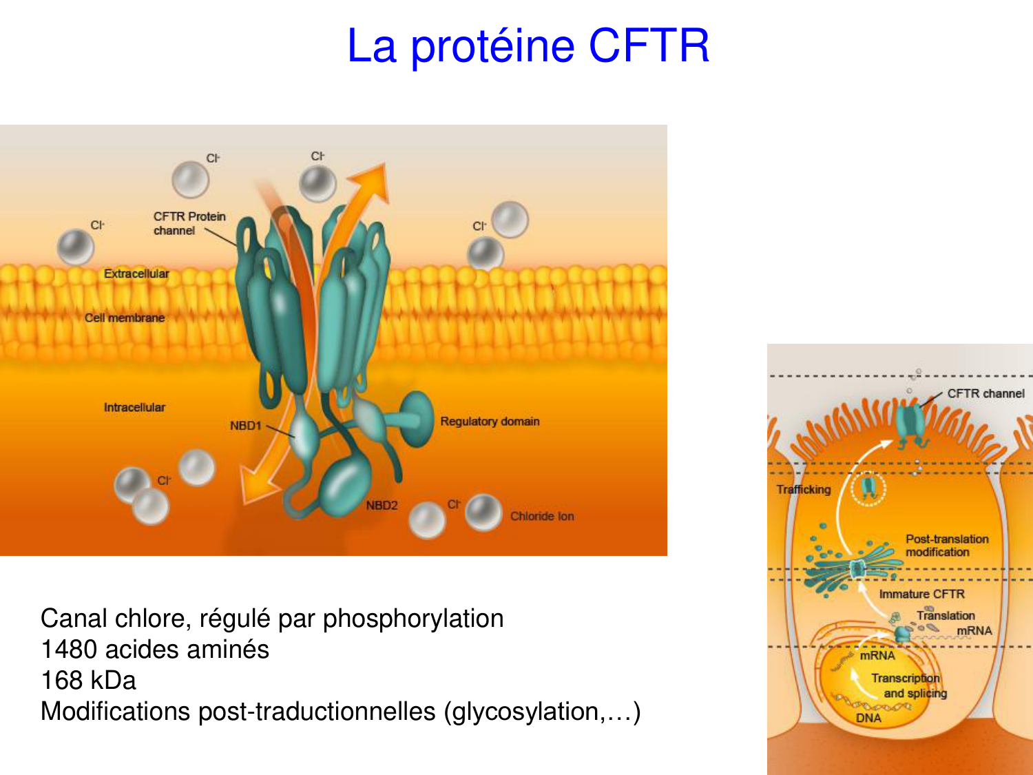 Cours muco 2025 Nouspikel page 5