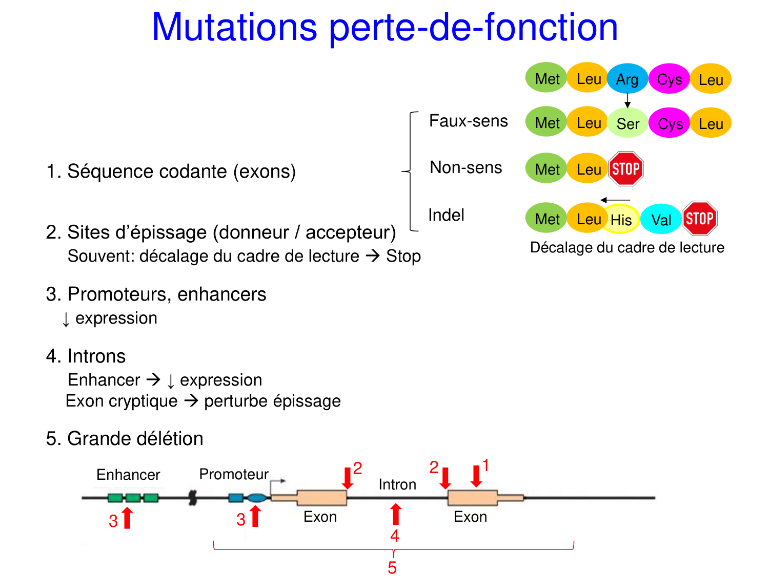 Cours muco 2025 Nouspikel page 19