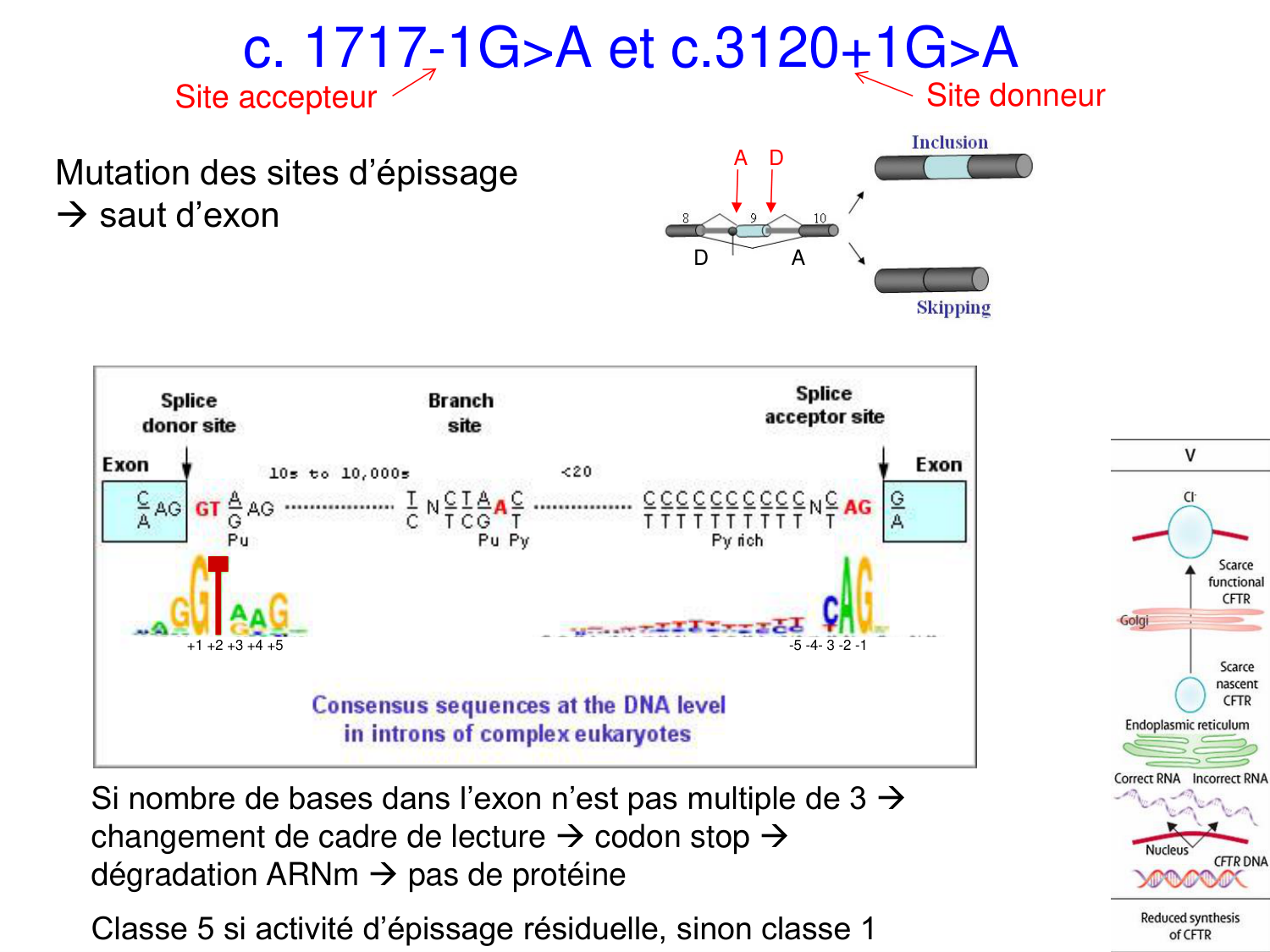 Cours muco 2025 Nouspikel page 23