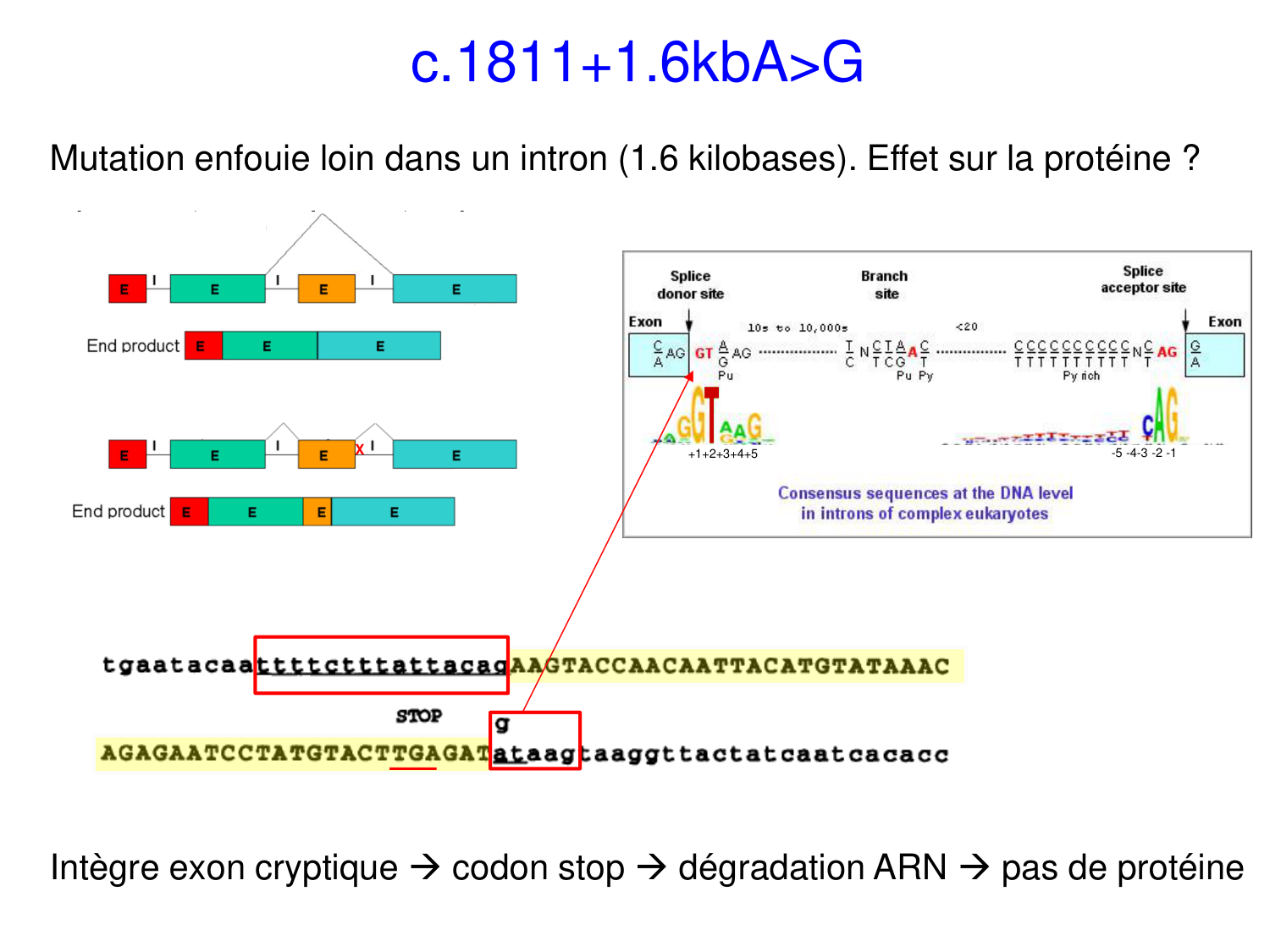 Cours muco 2025 Nouspikel page 24