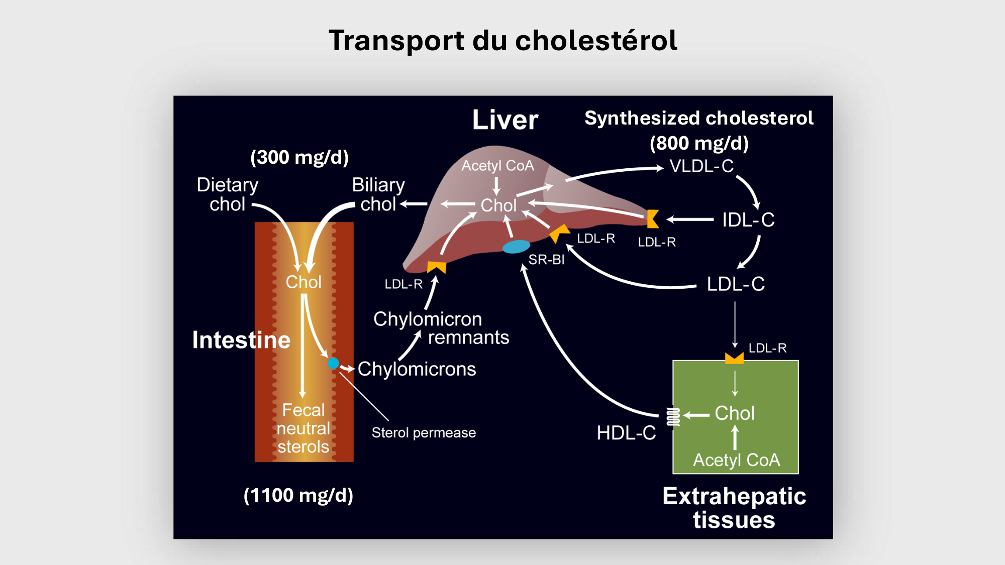 F-Mach-Cas de-liaison-Athero-3-19.11.2025 page 36