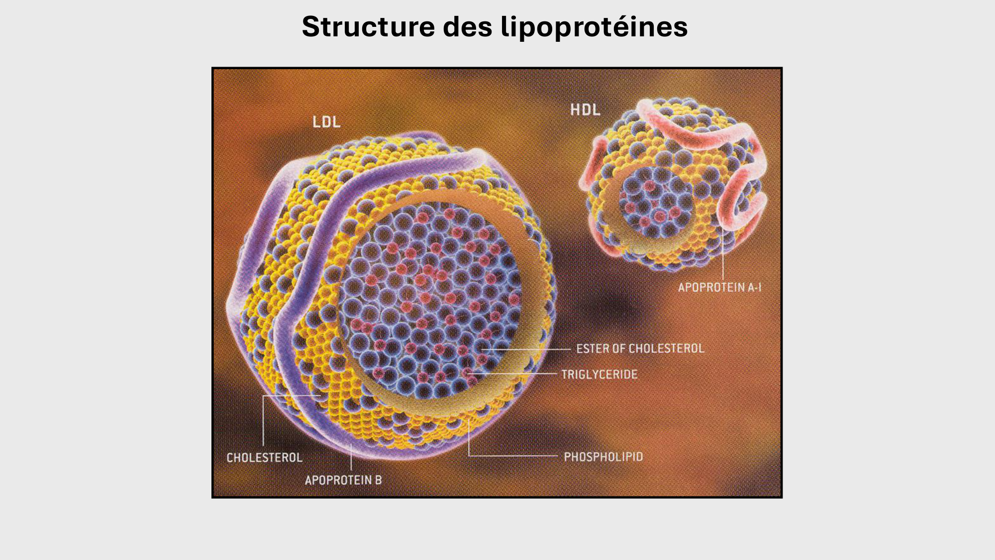 F-Mach-Cas de-liaison-Athero-3-19.11.2025 page 38