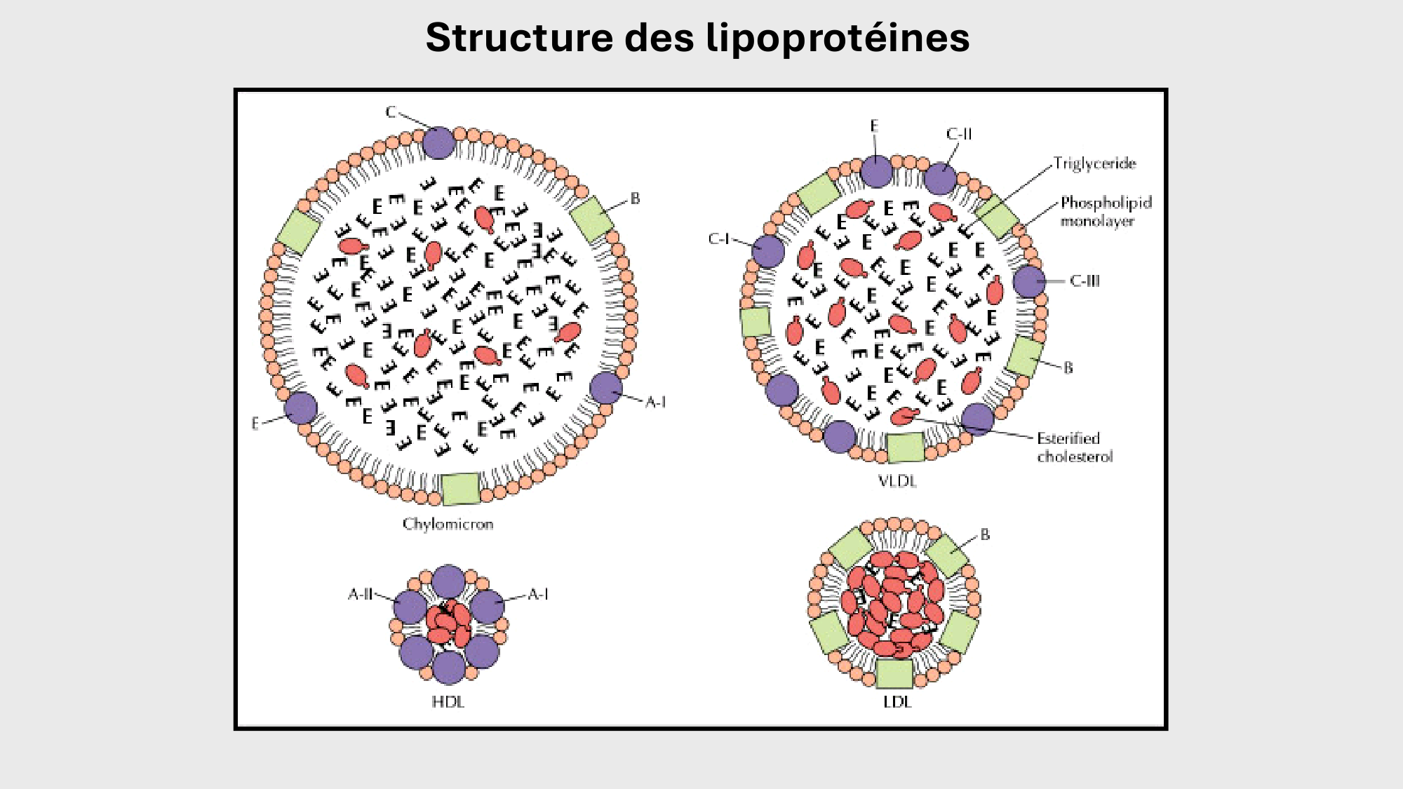 F-Mach-Cas de-liaison-Athero-3-19.11.2025 page 39