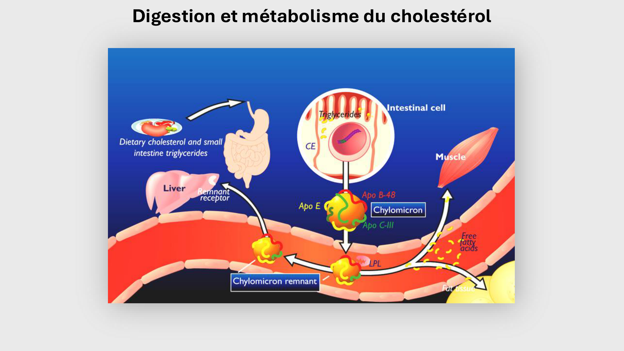 F-Mach-Cas de-liaison-Athero-3-19.11.2025 page 45