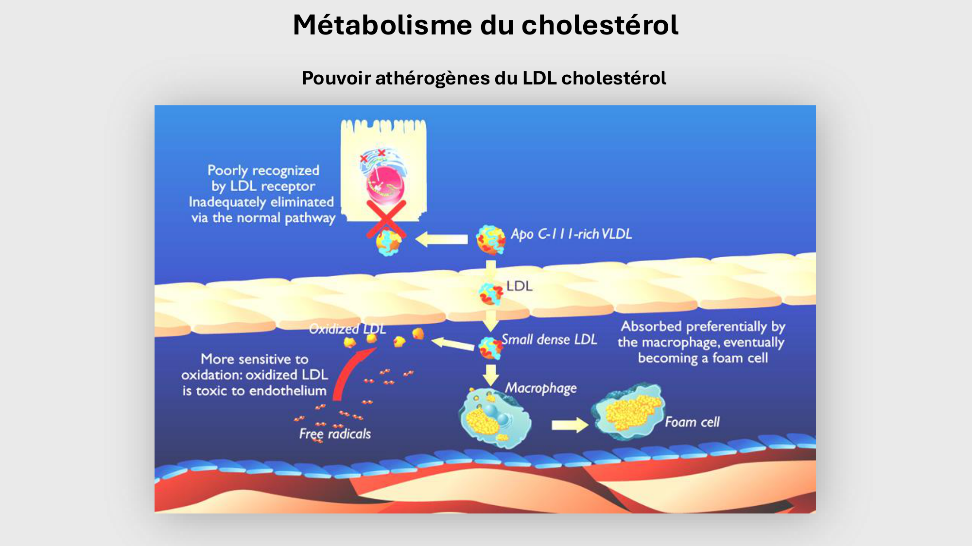 F-Mach-Cas de-liaison-Athero-3-19.11.2025 page 48