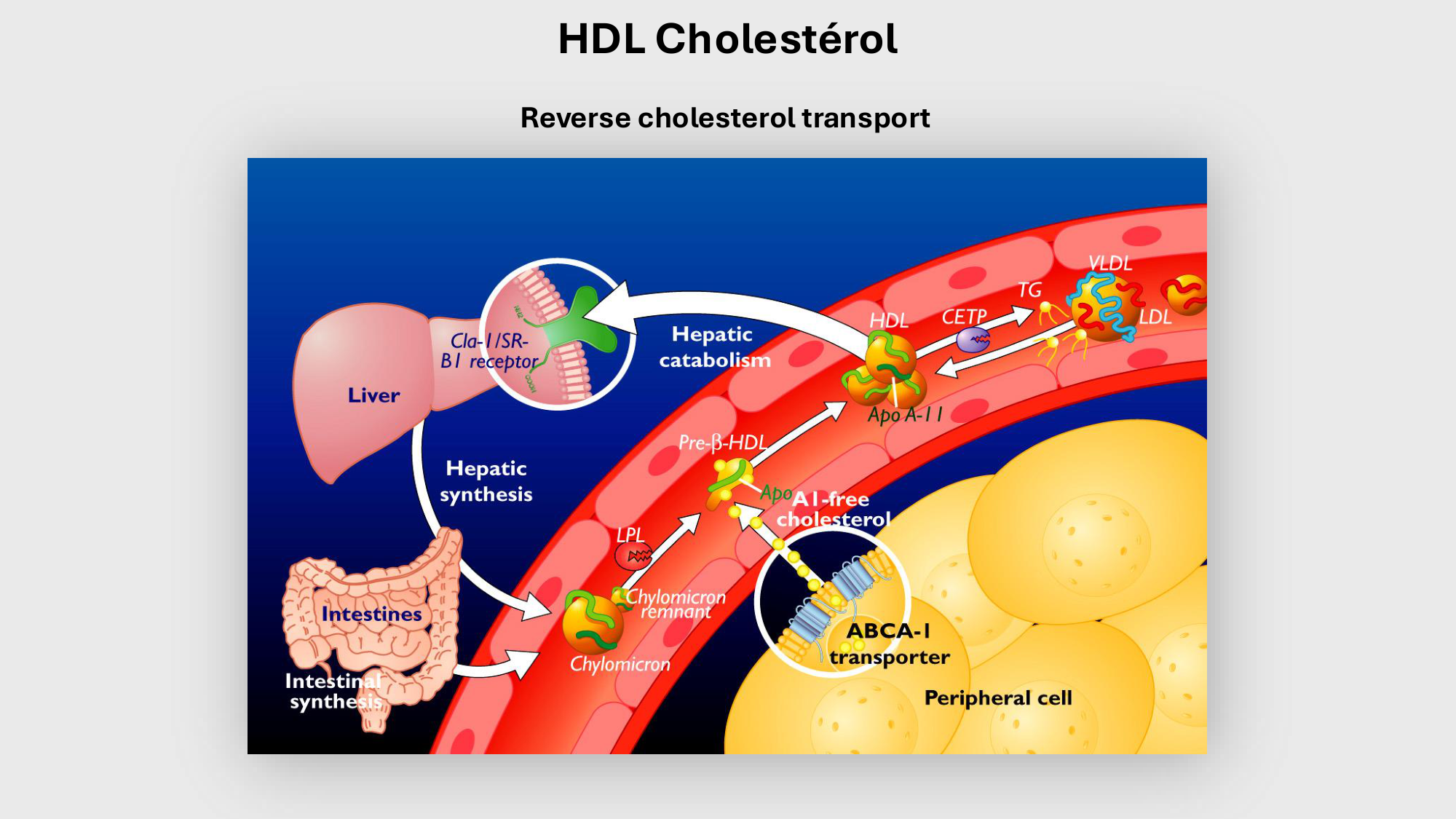 F-Mach-Cas de-liaison-Athero-3-19.11.2025 page 50