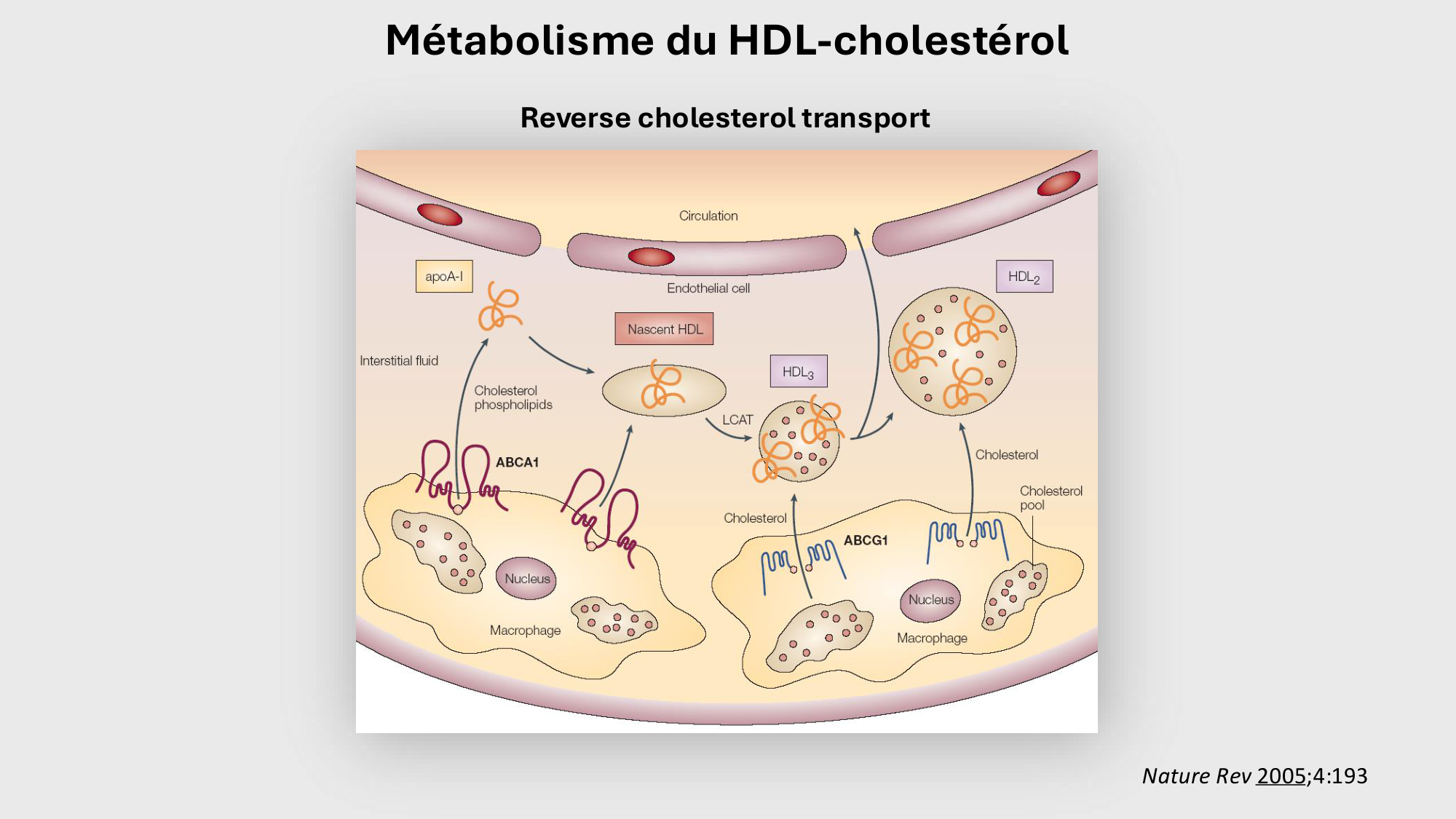 F-Mach-Cas de-liaison-Athero-3-19.11.2025 page 51