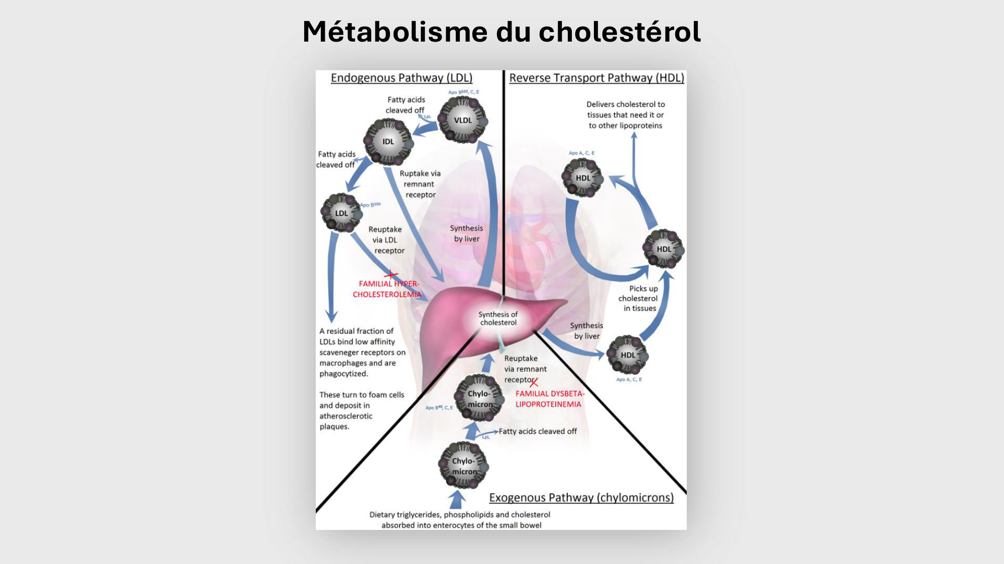 F-Mach-Cas de-liaison-Athero-3-19.11.2025 page 53