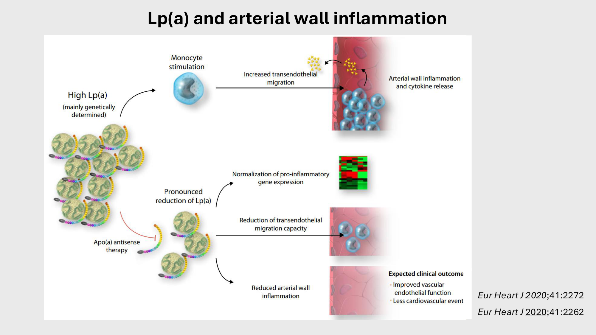 F-Mach-Cas de-liaison-Athero-4-11.12.2025 page 33