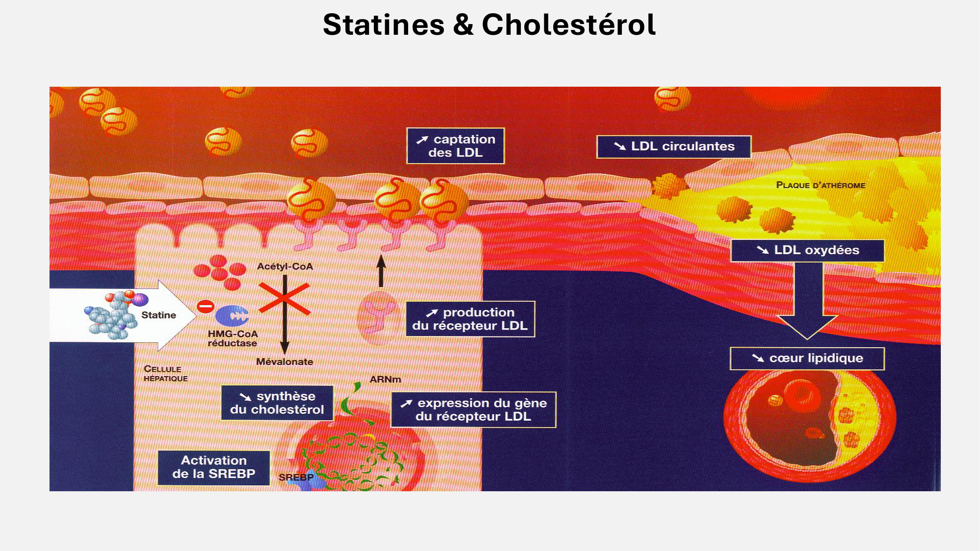 F-Mach-Cas de-liaison-Athero-5-12.1.2026 page 12