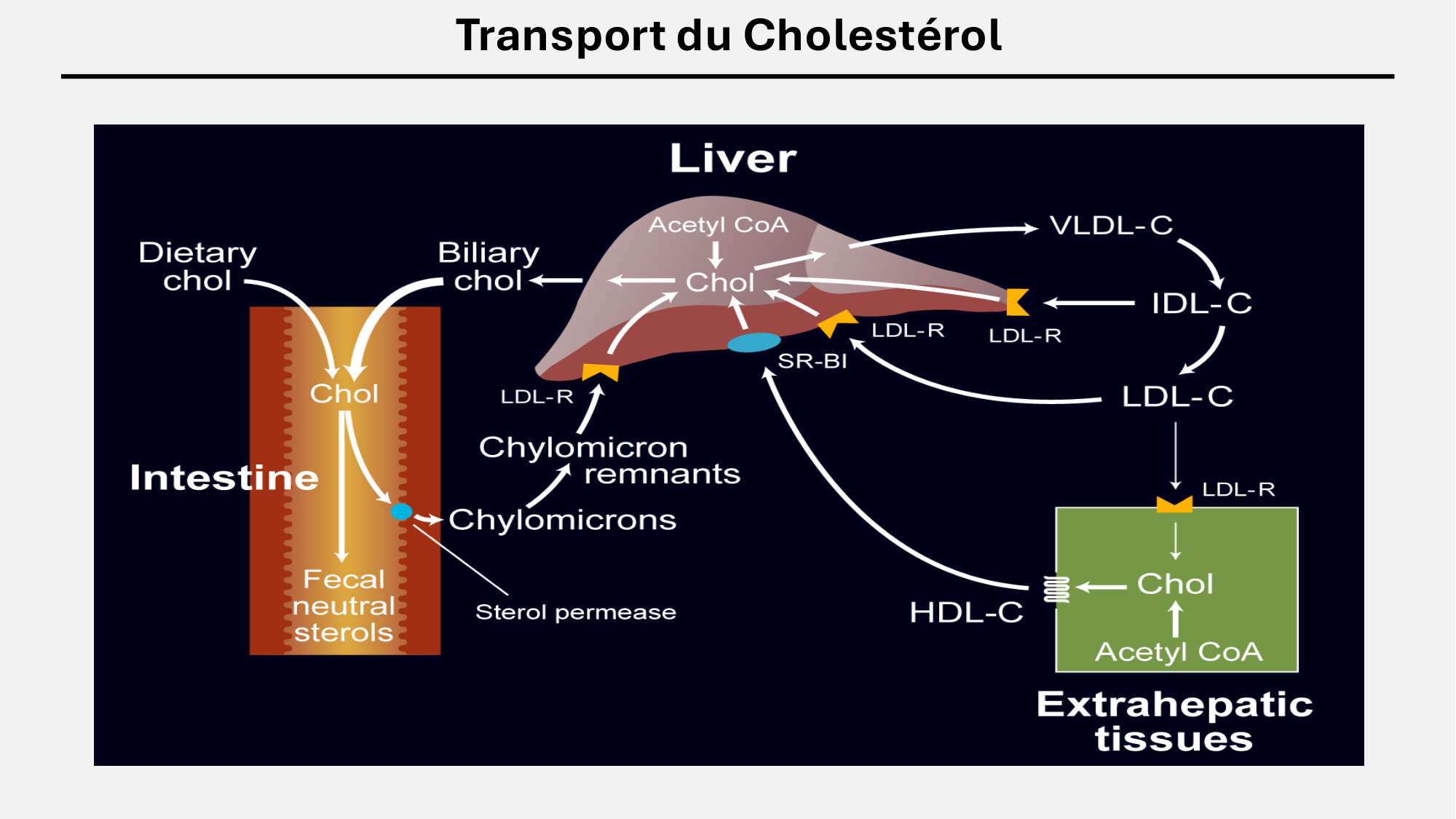 F-Mach-Cas de-liaison-Athero-5-12.1.2026 page 29