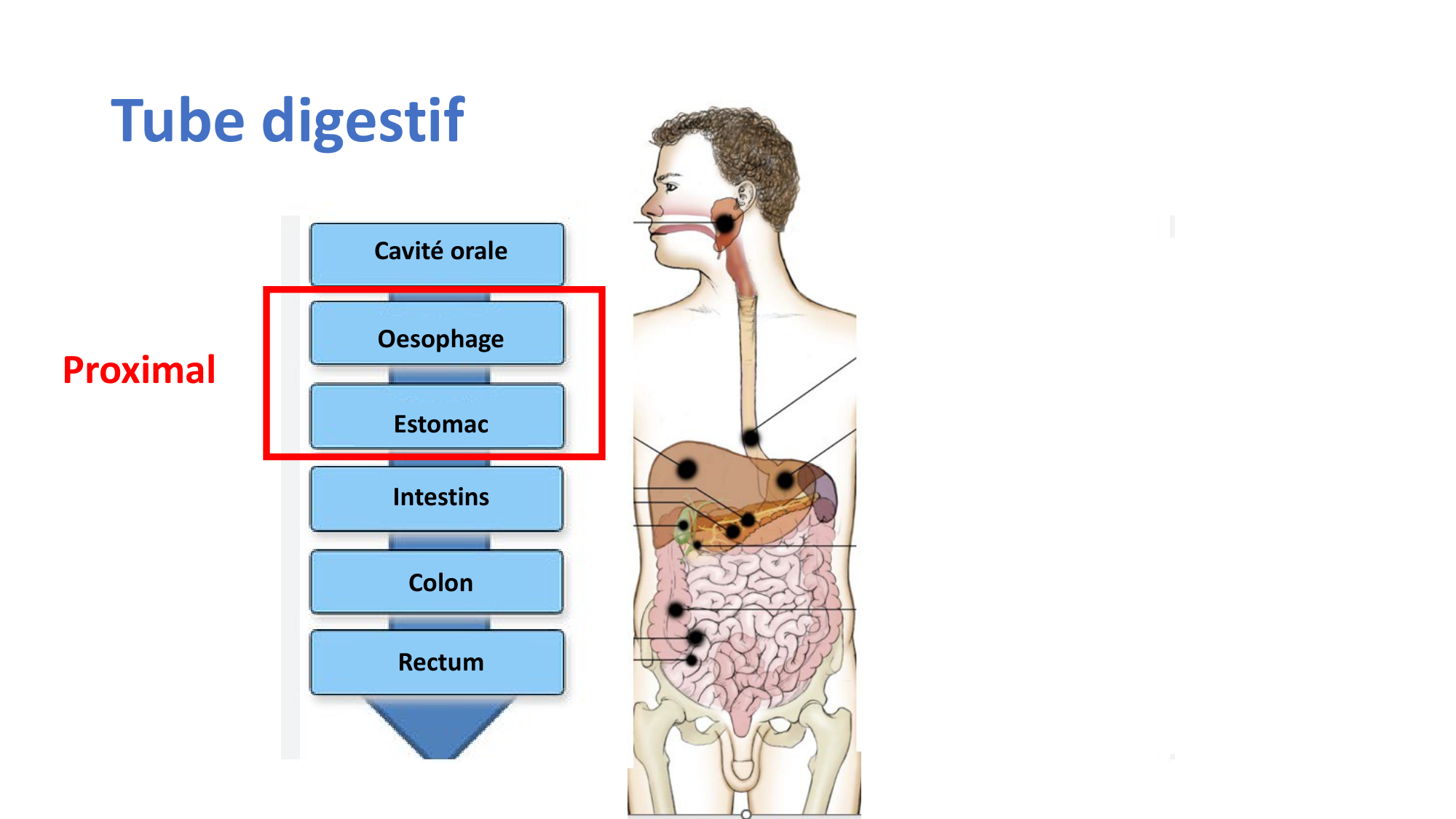 McLin-CF-2025 new page 7