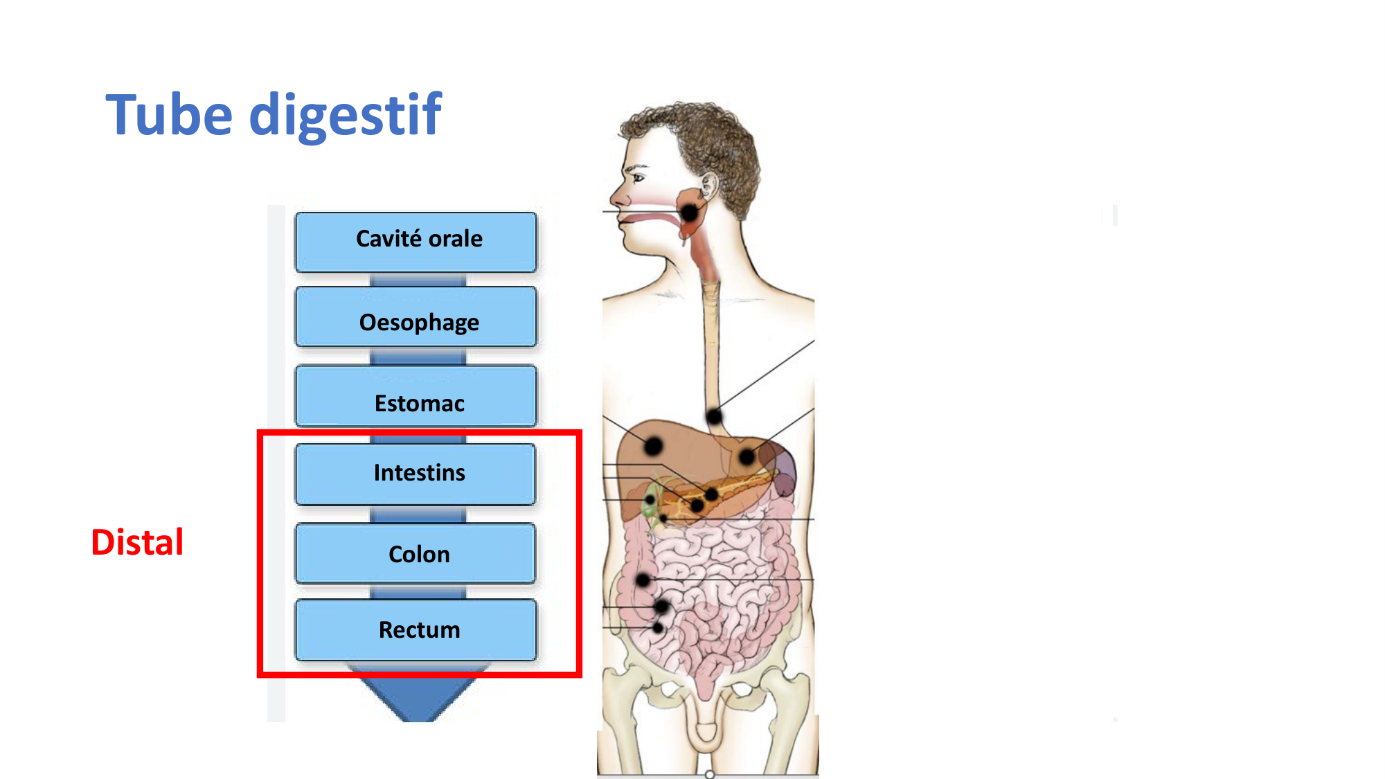 McLin-CF-2025 new page 10