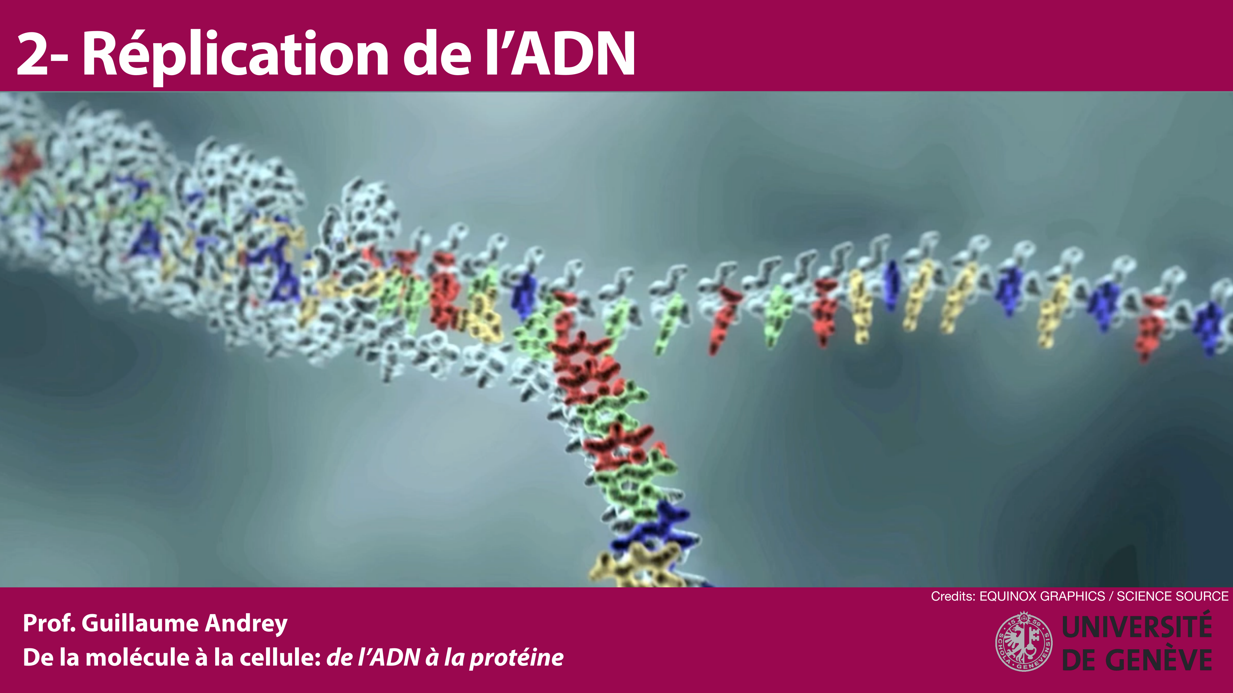 Réplication de l'ADN page 1