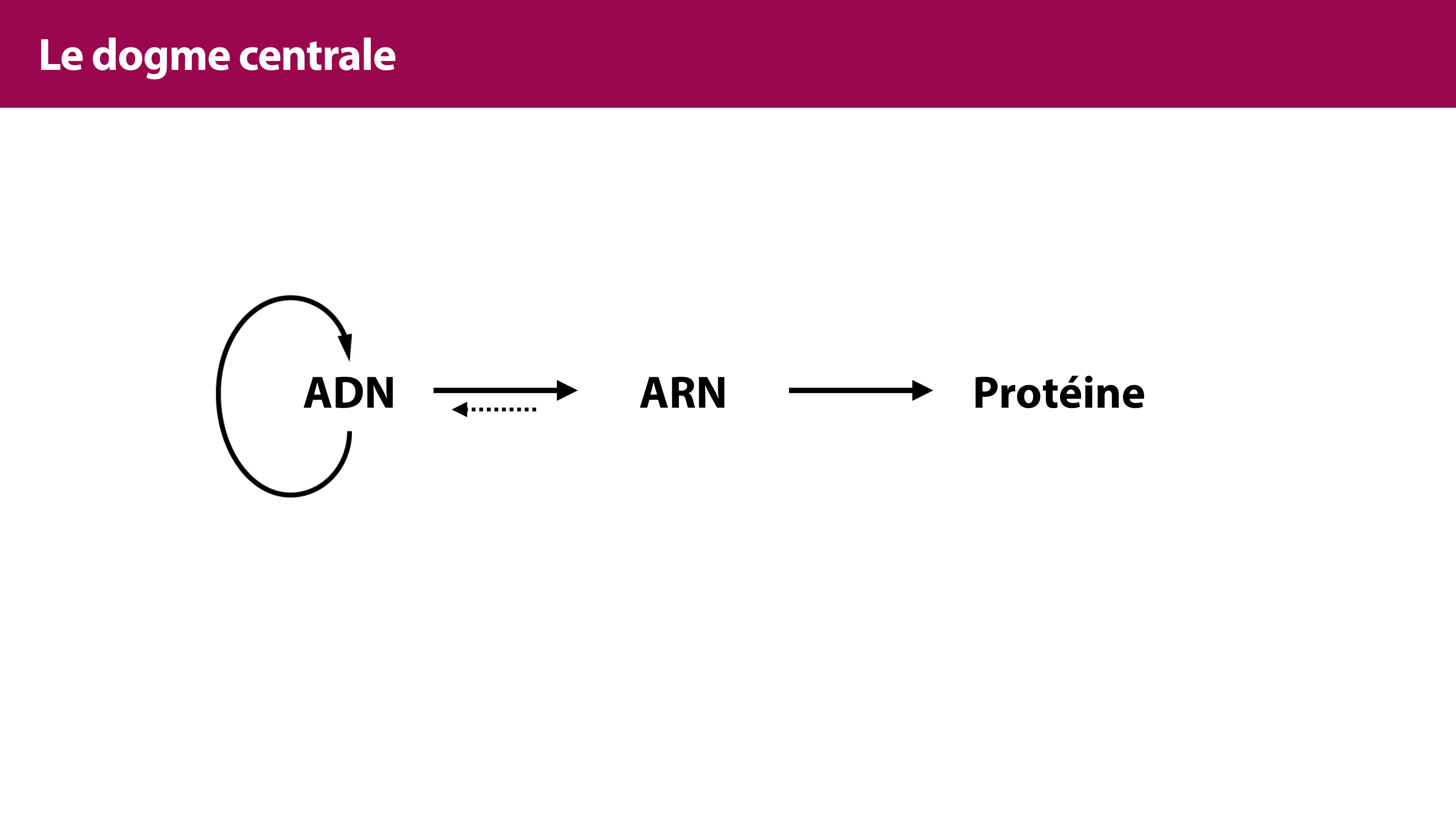 Réplication de l'ADN page 2