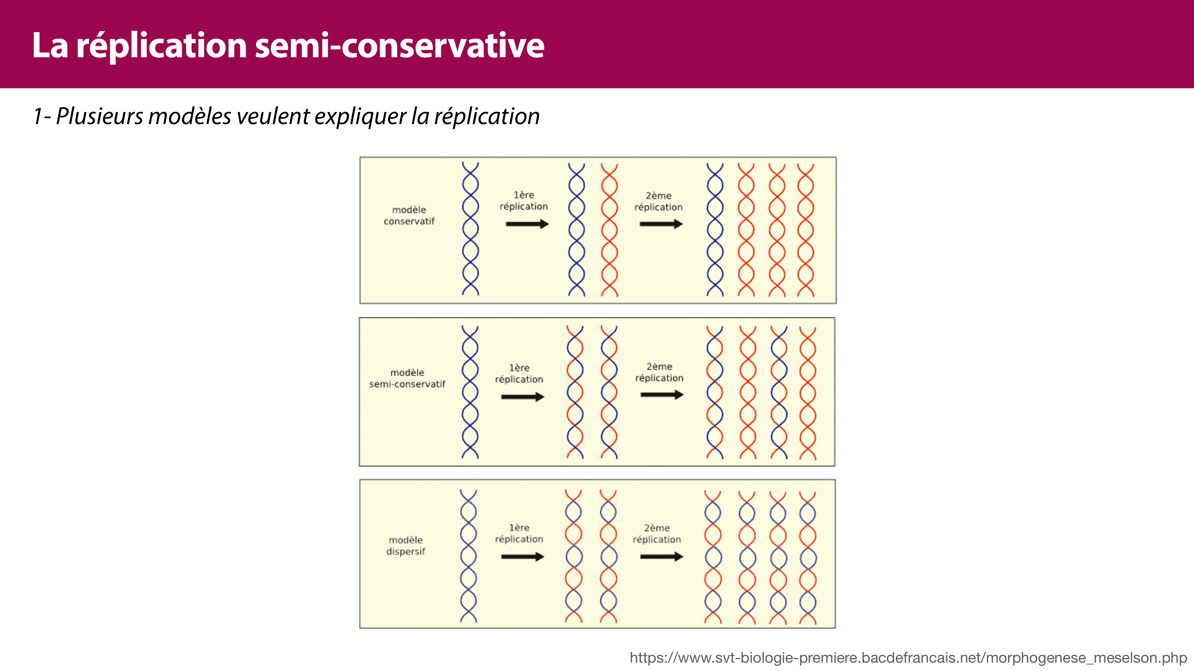 Réplication de l'ADN page 5