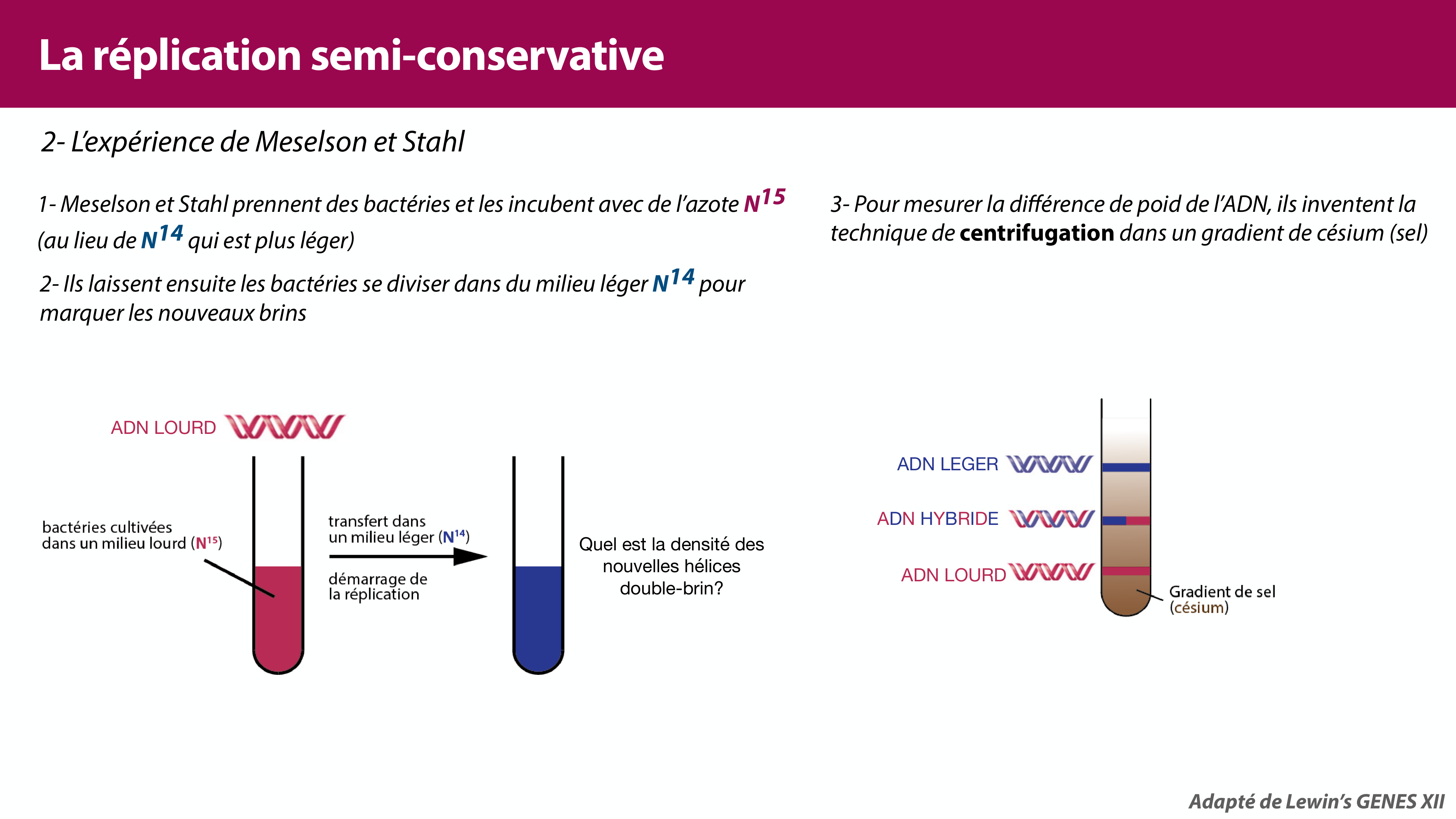 Réplication de l'ADN page 6
