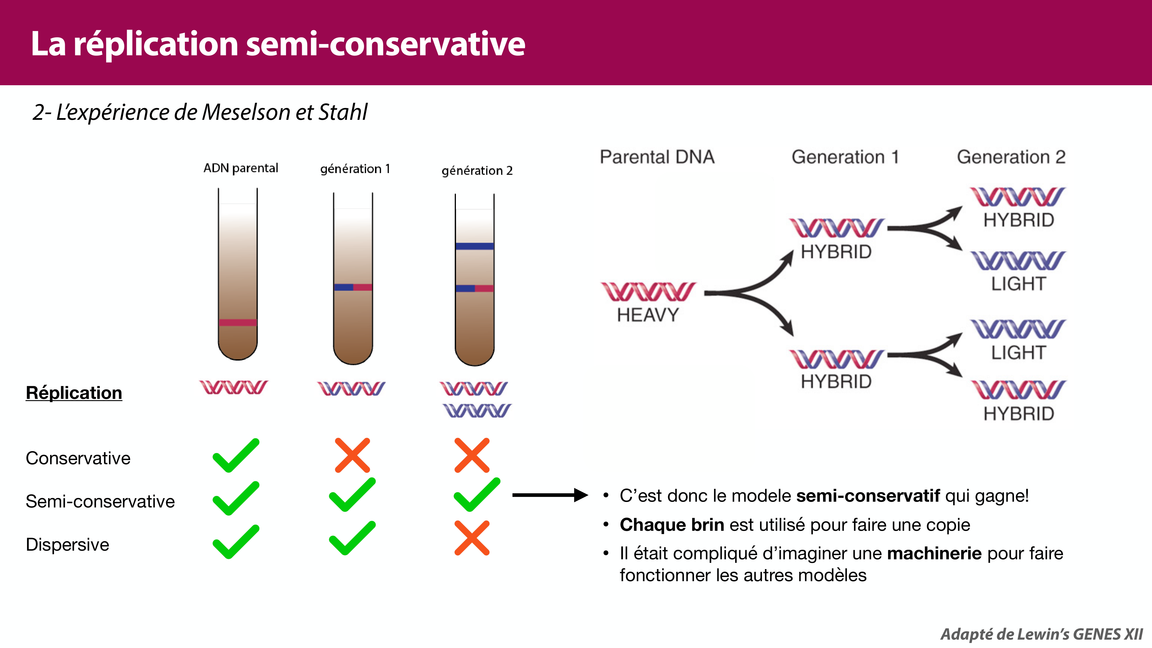 Réplication de l'ADN page 7