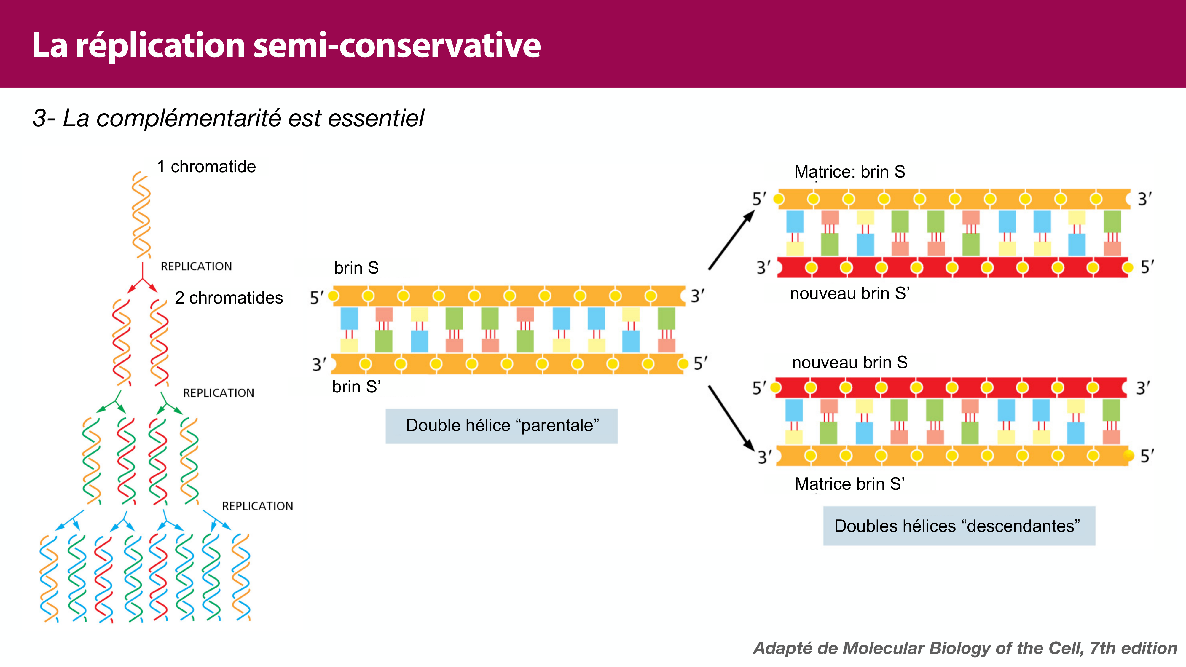 Réplication de l'ADN page 8