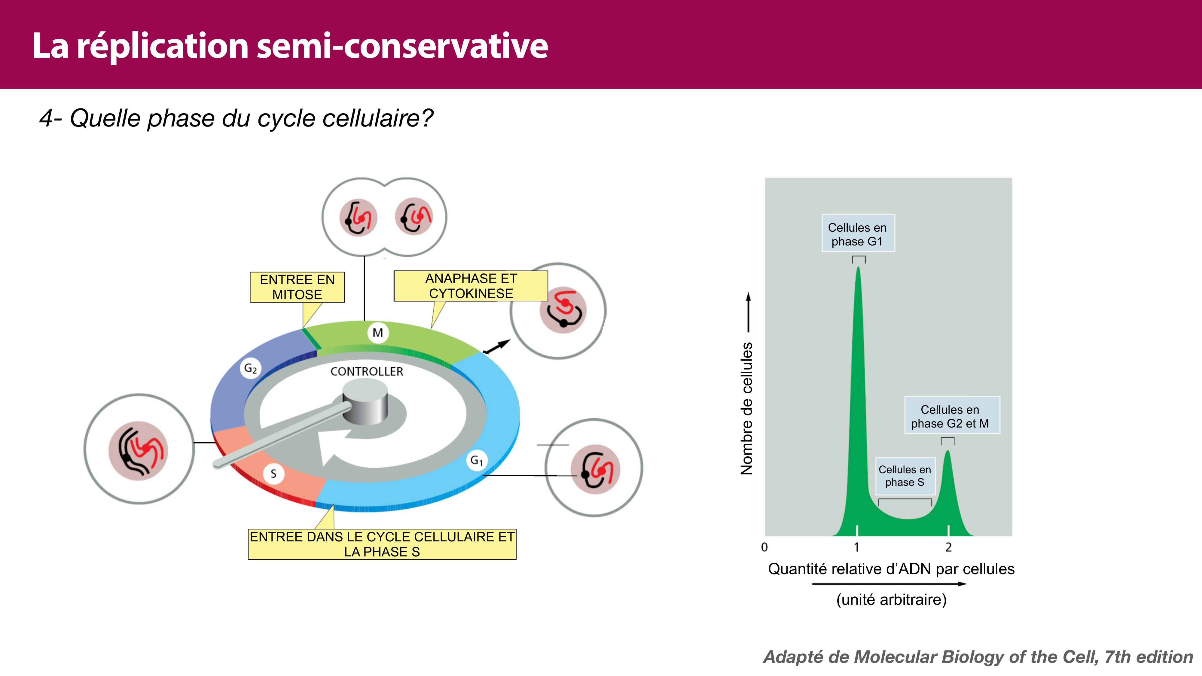 Réplication de l'ADN page 9