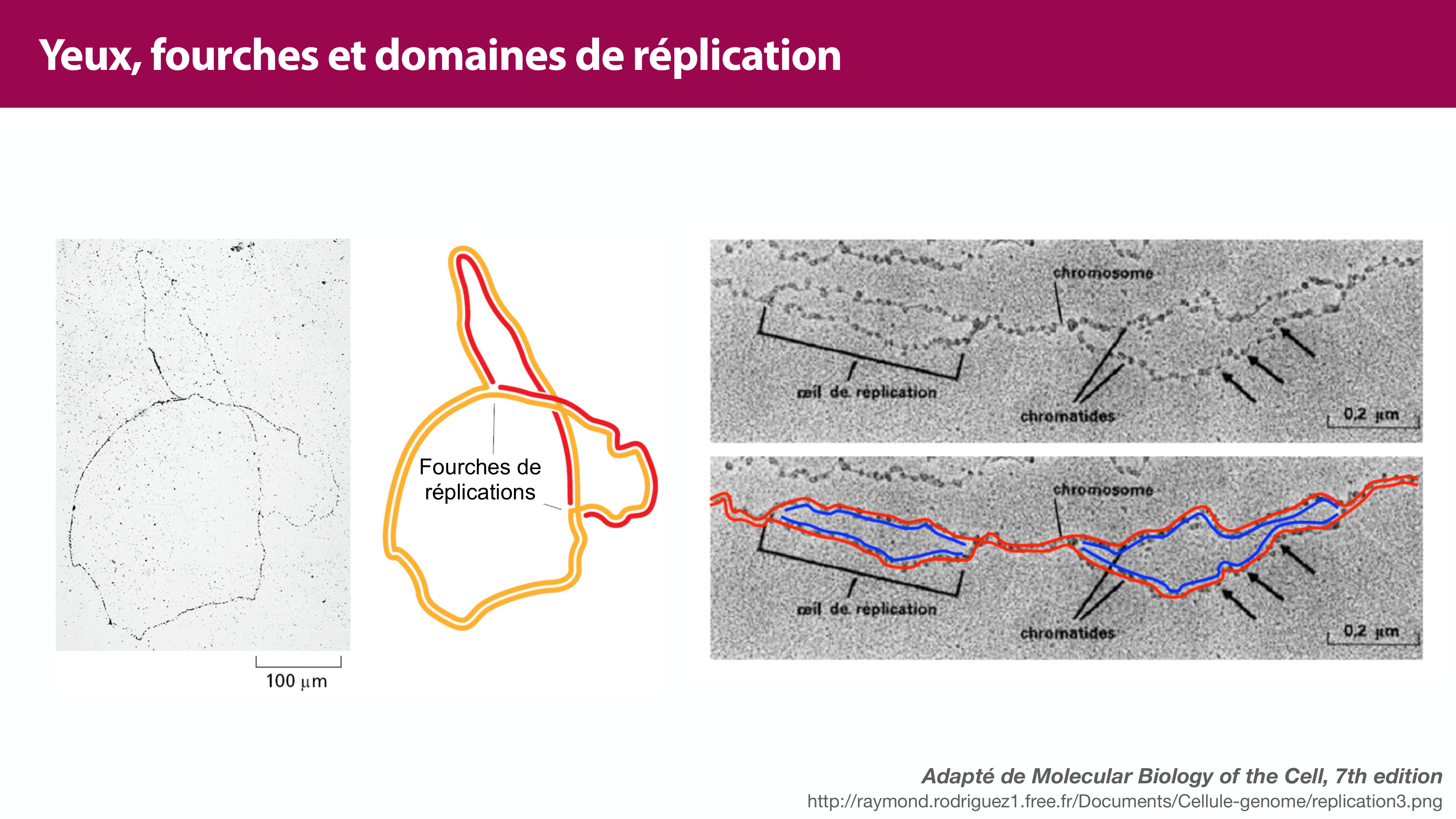 Réplication de l'ADN page 11