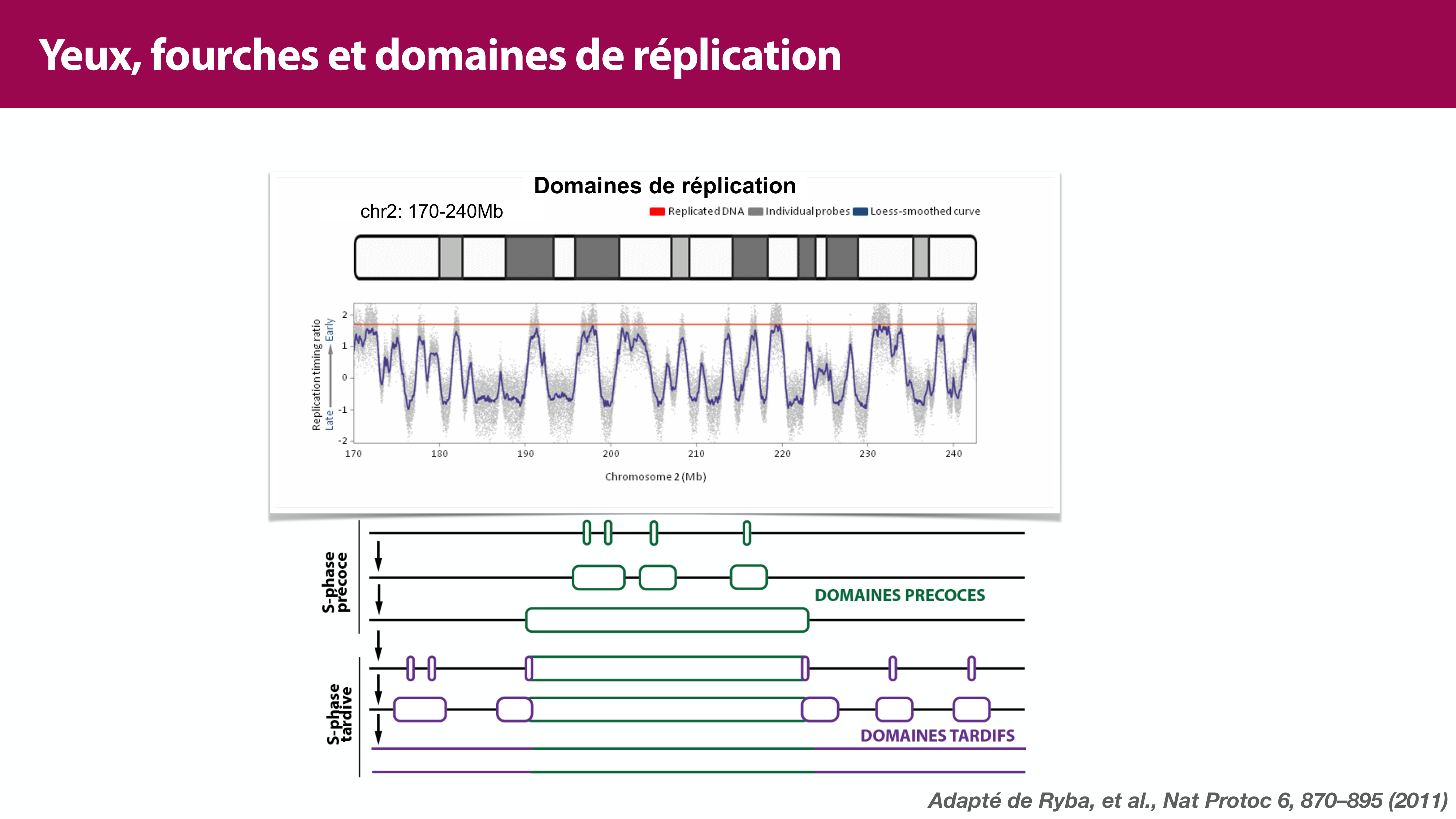 Réplication de l'ADN page 12