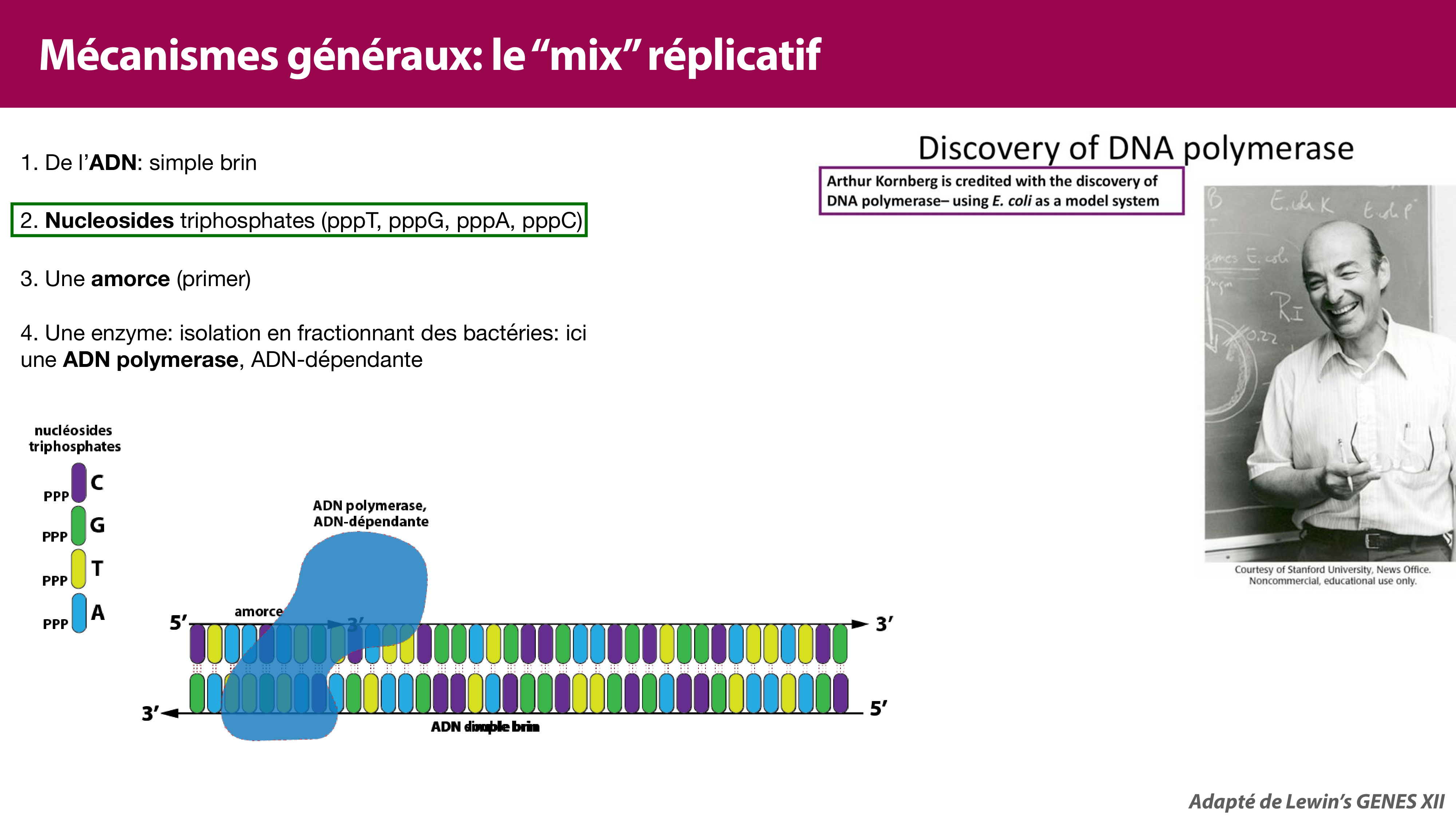Réplication de l'ADN page 15