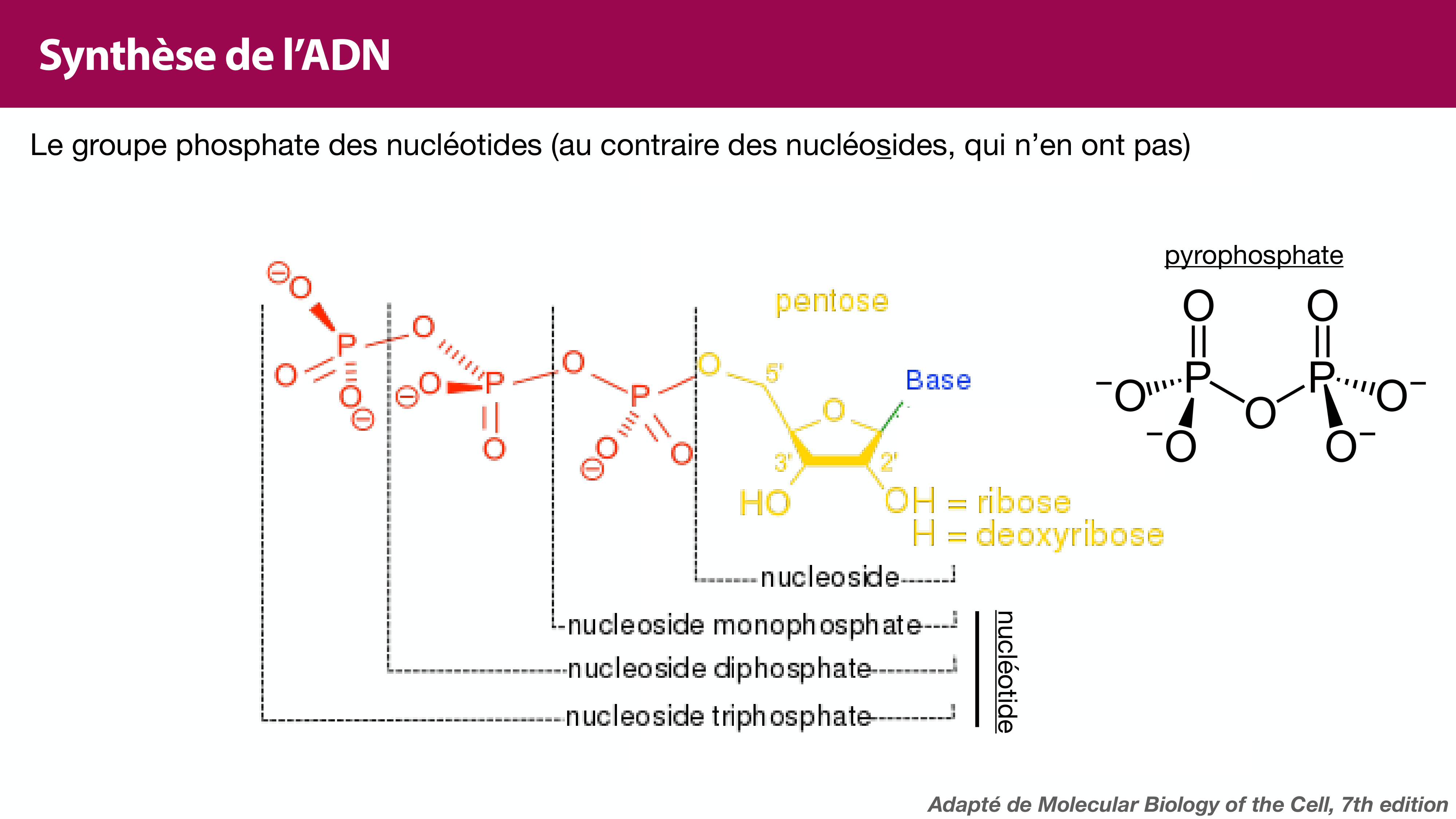 Réplication de l'ADN page 17