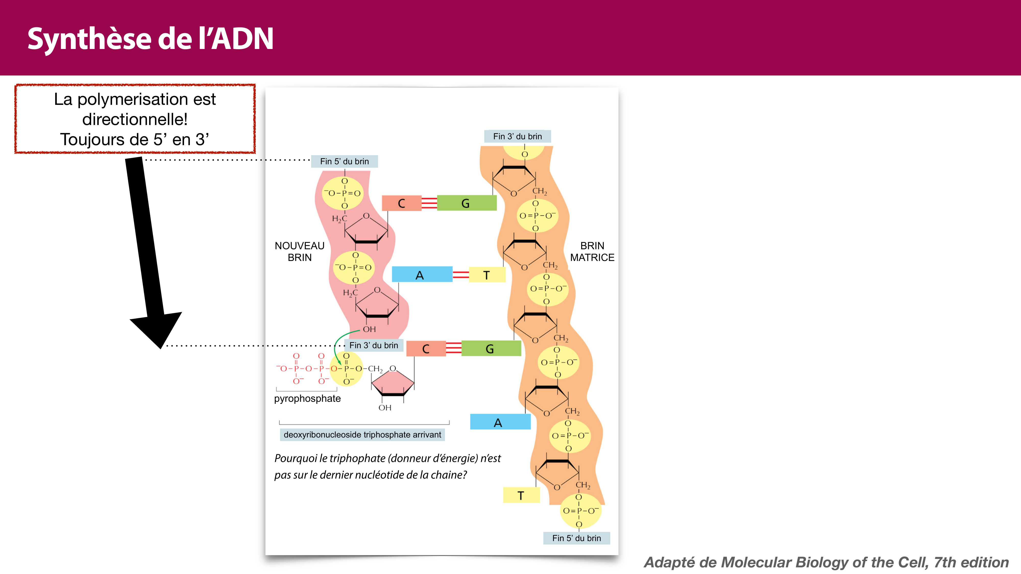 Réplication de l'ADN page 18