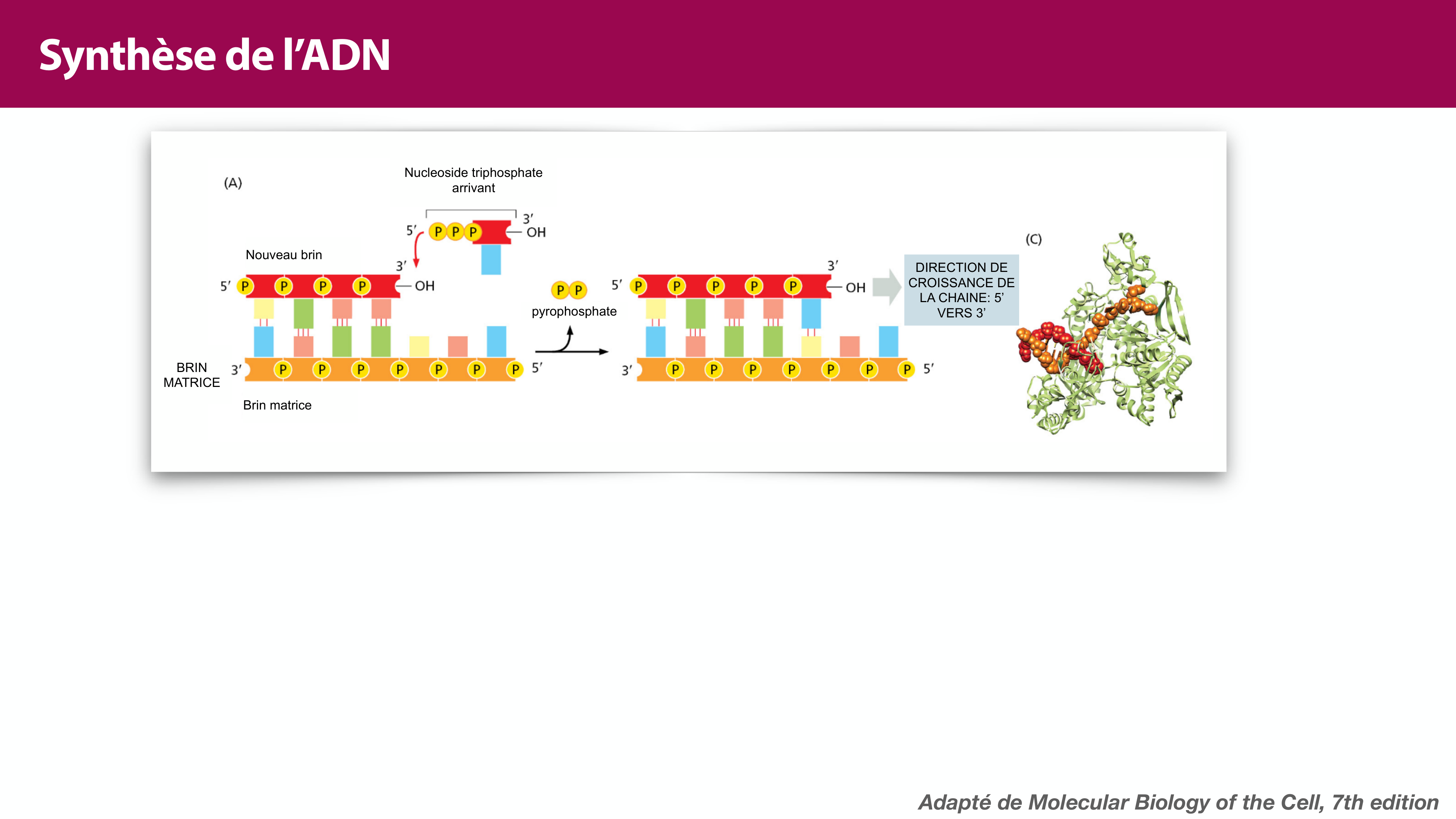 Réplication de l'ADN page 19
