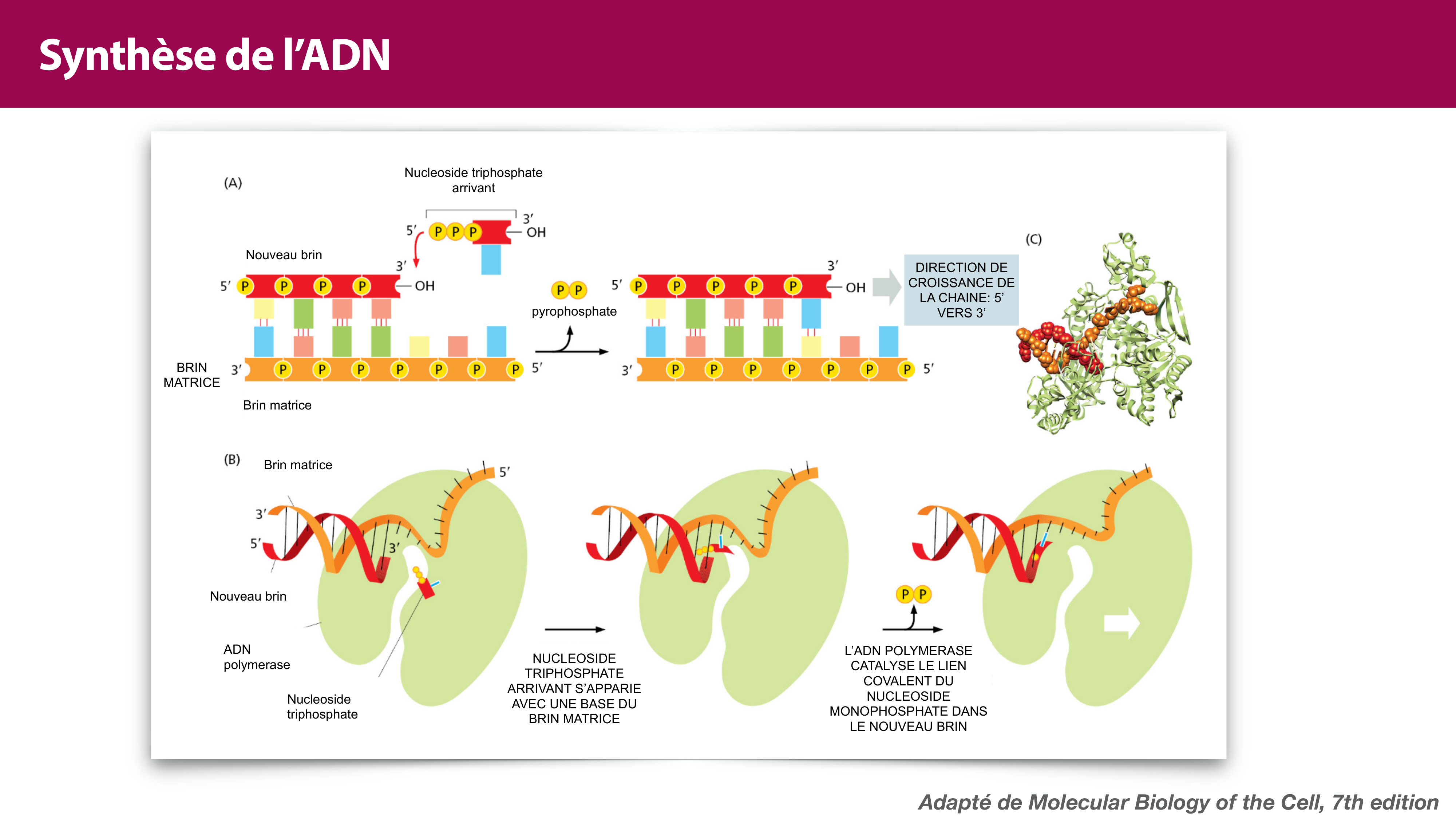 Réplication de l'ADN page 20