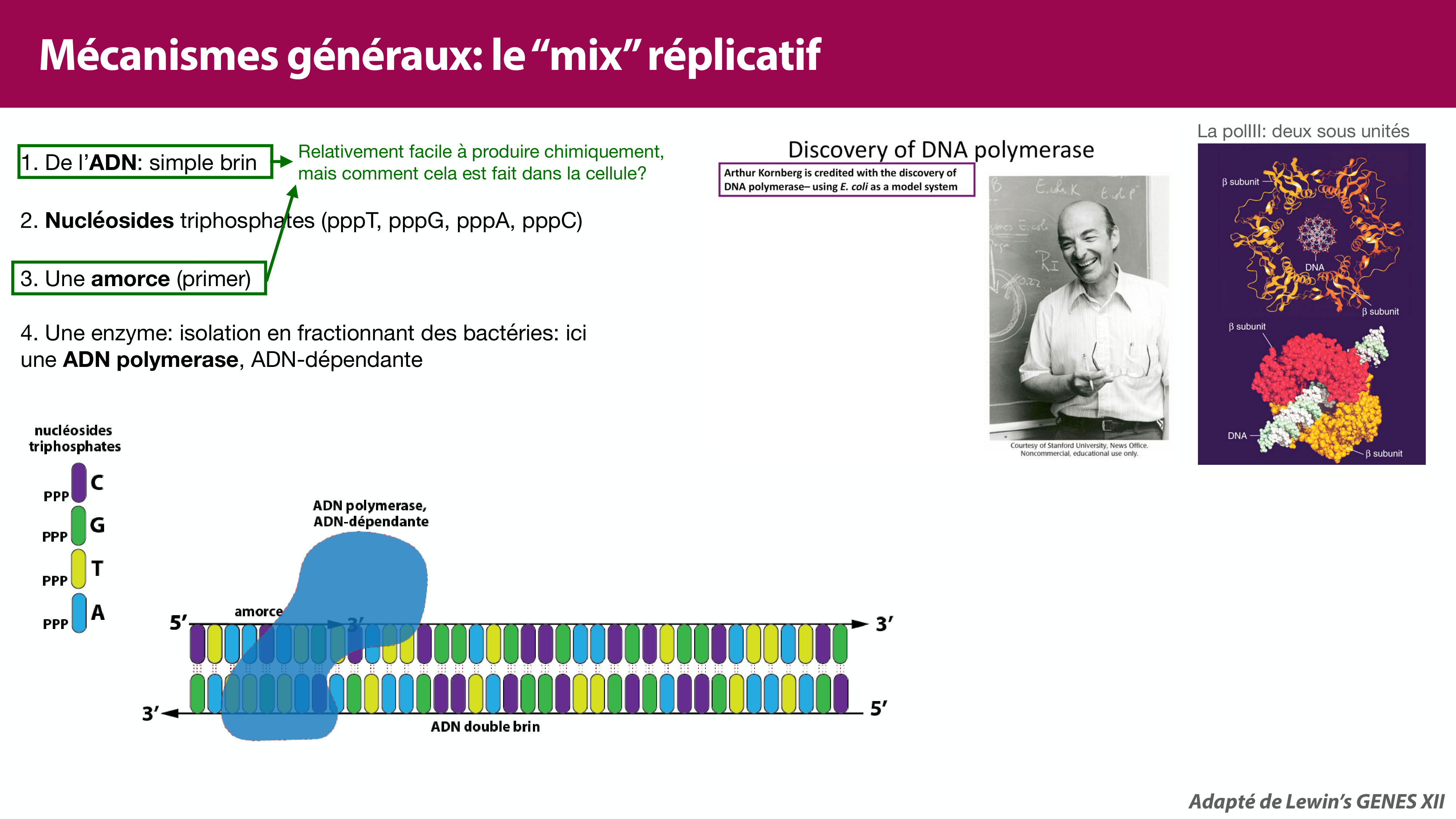 Réplication de l'ADN page 21