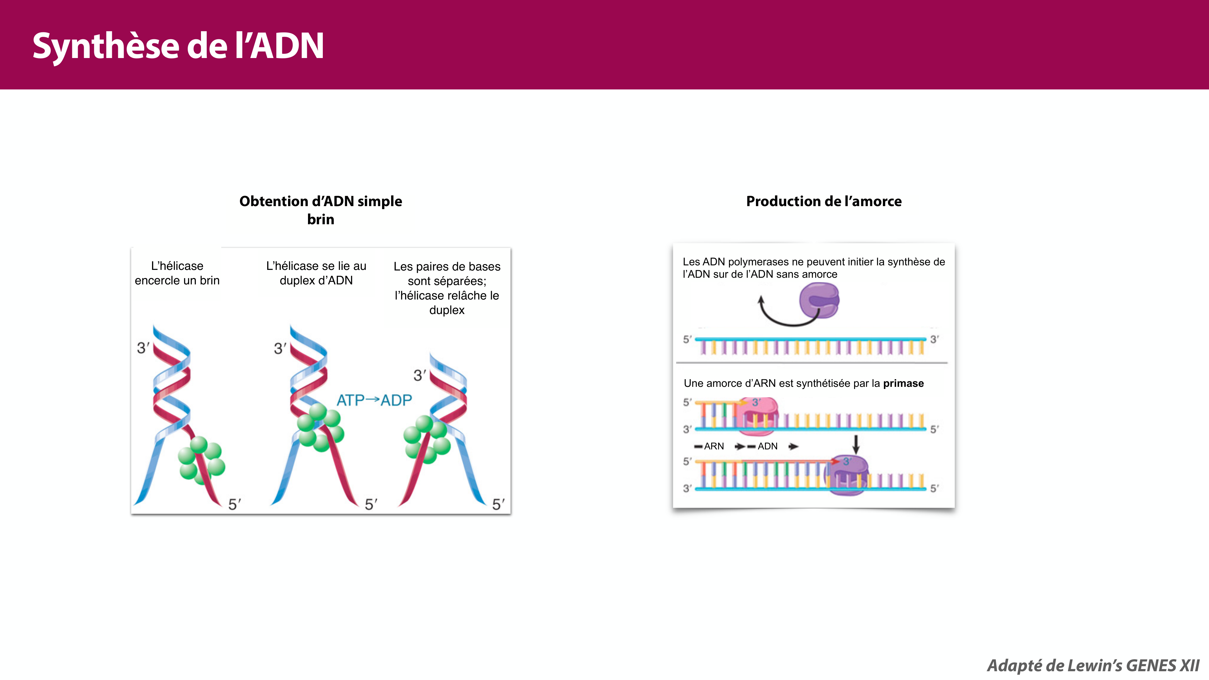 Réplication de l'ADN page 22